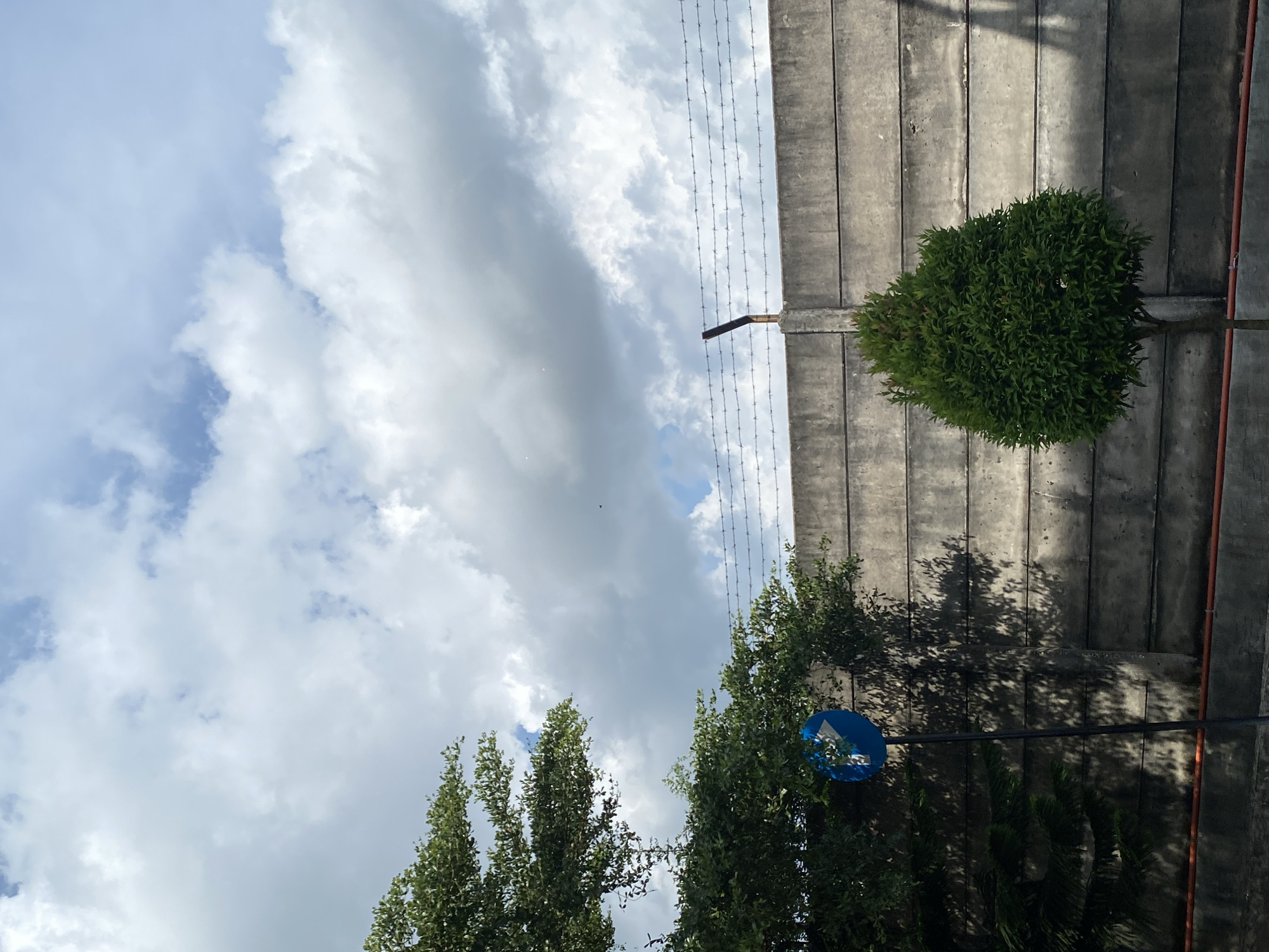 The image depicts an outdoor scene in Gambut Barat, Indonesia, under a cloudy sky. In the foreground, on the left, a leafy green tree is visible, partially obscuring a blue circular traffic sign with a white arrow pointing to the right. A thin black pole supports the sign. To the right of the sign, a small, neatly trimmed green tree stands in front of a concrete wall. The wall, constructed from horizontal concrete panels, runs across the midground. Along the top of the wall, barbed wire is strung on metal posts, with one post prominently visible. Shadows from the trees are cast on the concrete wall. A thin orange line is visible along the bottom of the wall. The sky above is filled with a mix of white and gray clouds, with patches of blue sky visible.