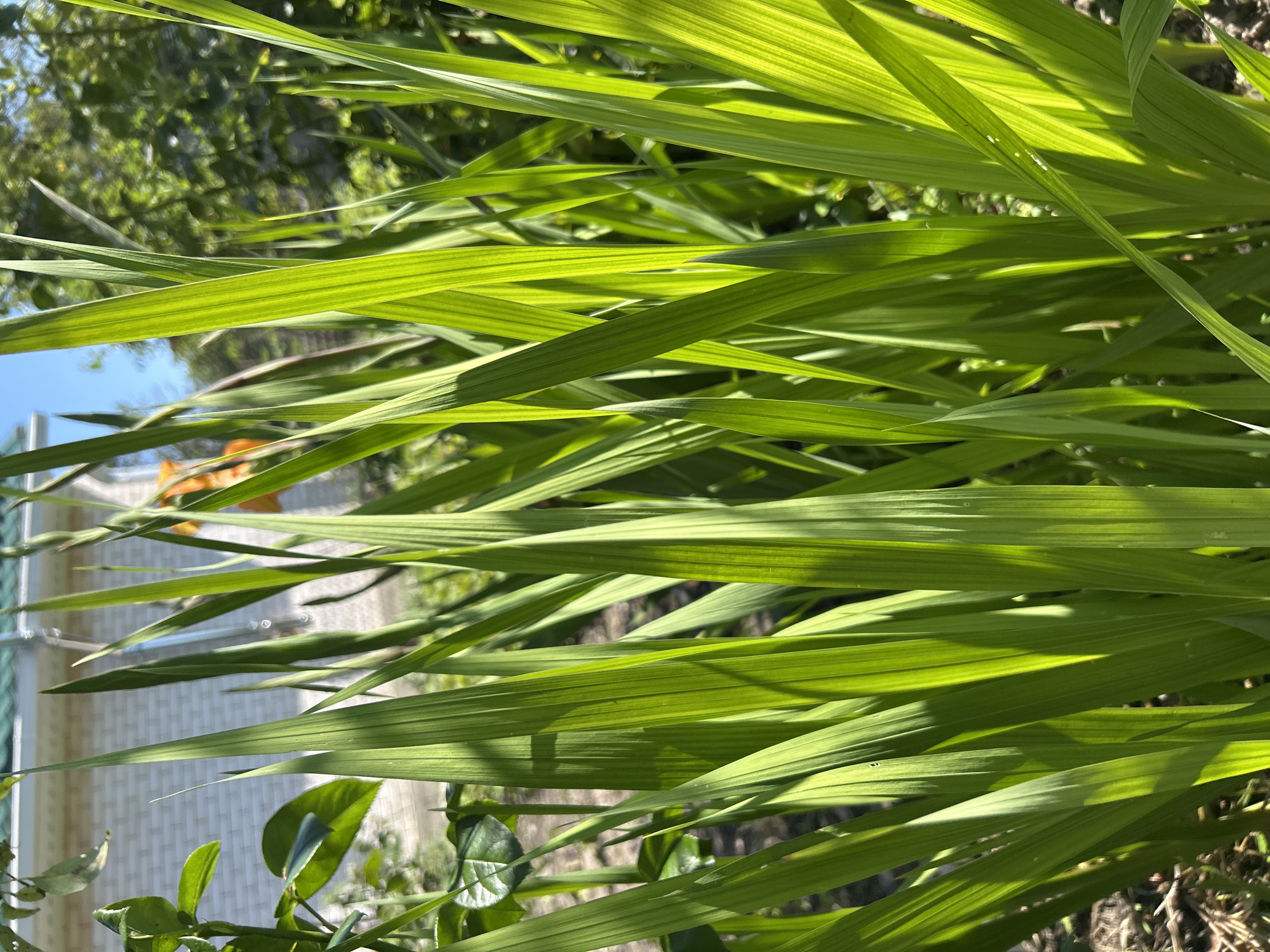 The image is a close-up, vertically oriented shot of vibrant green grass blades catching the sunlight. The blades are long and slender, with prominent parallel veins that are highlighted by the strong light. Some blades are sharply in focus, while others are softened by the depth of field, creating a sense of lushness and movement. Shadows from the grass blades are cast across each other, adding depth and texture to the scene.
In the background, hints of a garden setting are visible. Out-of-focus green foliage suggests trees or bushes, and a patch of blue sky can be seen peeking through. Towards the left side of the frame, a small section of a building with a light-colored, textured wall is visible, along with a few green leaves from a smaller plant. There's also a blurry orange shape in the mid-left background, the identity of which is unclear.
The bright sunlight and the clarity of the green suggest it is a sunny day, likely during the daytime. The overall impression is one of natural beauty and the vitality of plant life. No text is visible in the image. The scene appears to be set outdoors in a garden or yard.