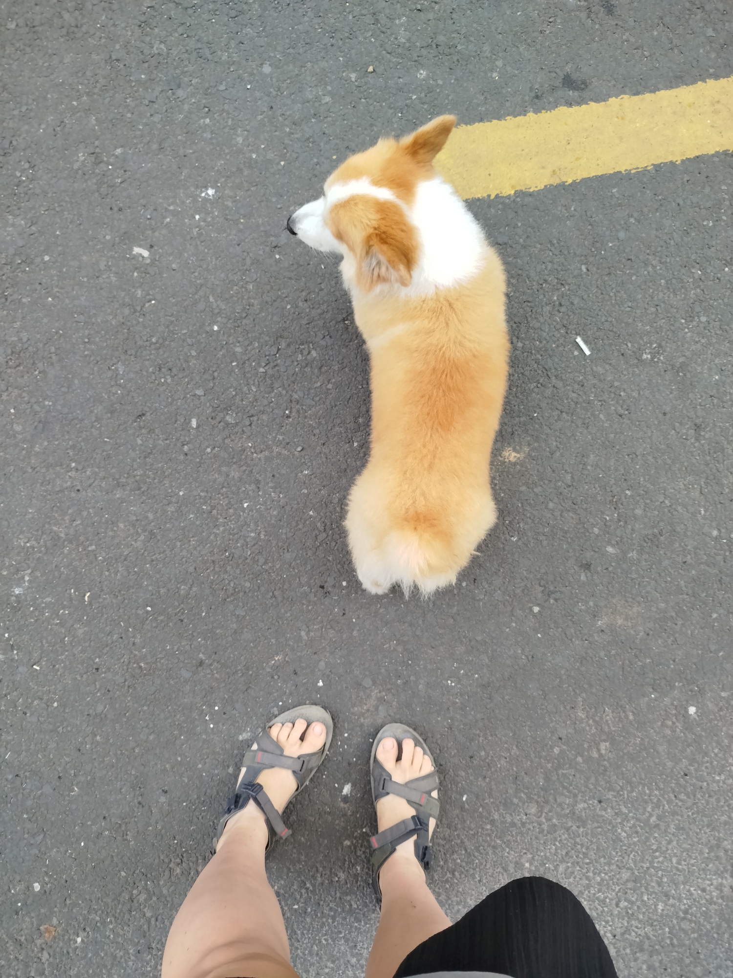 An aerial, top-down shot captures a corgi dog with light brown and white fur standing on a paved surface, possibly a street or sidewalk. The dog is facing left, with its body angled slightly away from the camera. To the right of the dog, a bright yellow line runs horizontally across the dark gray pavement. Below the dog, two feet wearing dark grey sandals are visible, indicating the photographer's perspective. The scene appears to be outdoors in an urban setting, as suggested by the paved ground and the yellow line, which could be a road marking. The environment is otherwise unremarkable, with only scattered small white specks on the pavement. The image is taken in Da Lat, Vietnam, during the daytime.