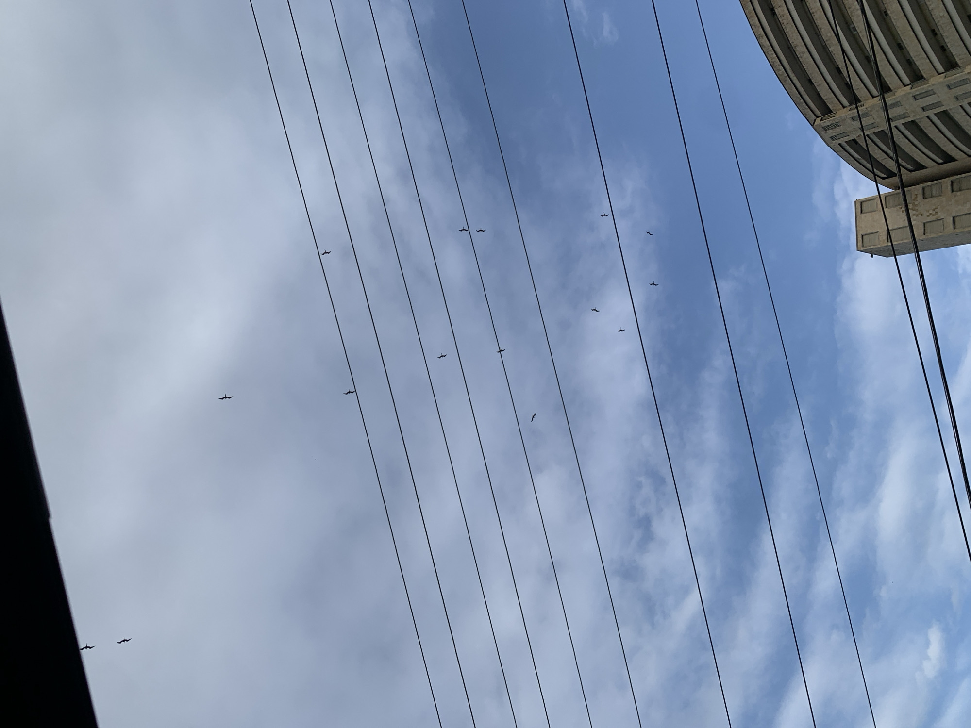 The image presents an upward view of a dynamic sky intersected by multiple dark power lines. These thin lines stretch diagonally across the entire frame, creating a strong linear pattern. The sky transitions from a largely overcast, light grey on the left side to a clearer, vibrant blue with scattered white clouds towards the right.
Numerous small, dark bird silhouettes are visible against the sky, indicating they are in flight. These birds are scattered across the scene, some appearing individually and others in loose formations. Their general shape is consistent with gulls or other seabirds, which is fitting for the given location context of Porlamar, Venezuela, a coastal city.
In the upper right corner, a large, concrete building is partially captured. It features a distinctive facade with horizontal ribs or slots, suggesting a modern architectural style. A smaller, rectangular concrete structure protrudes from below this main building. A dark, indistinct object partially frames the bottom left corner of the image, likely part of a nearby structure or a frame from which the photo was taken.
The scene takes place during the daytime, under bright but diffused natural light, indicating a day with mixed cloud cover. There is no visible text in the image. The overall impression is an urban or semi-urban vista, emphasizing the striking contrast between the natural sky and the overhead man-made infrastructure and architecture.