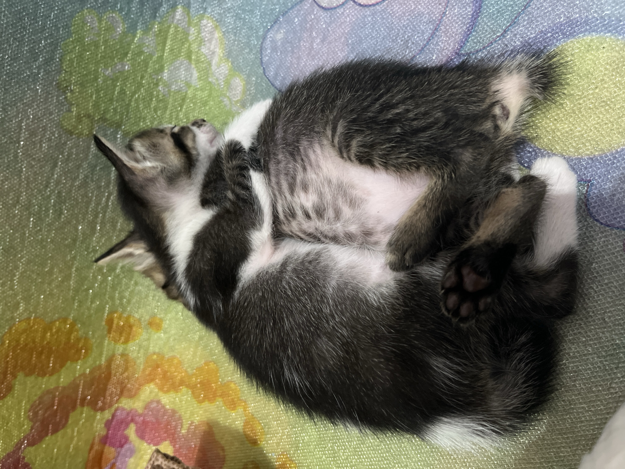 A small kitten lies curled up on a colorful patterned mat. The kitten is mostly black and white, with a spotted belly and black paws. The mat has a mixture of green, blue, yellow, and pink patterns. The photo was most likely taken in an indoor environment. The city of Lhokseumawe, Indonesia, is not discernible from the photograph.