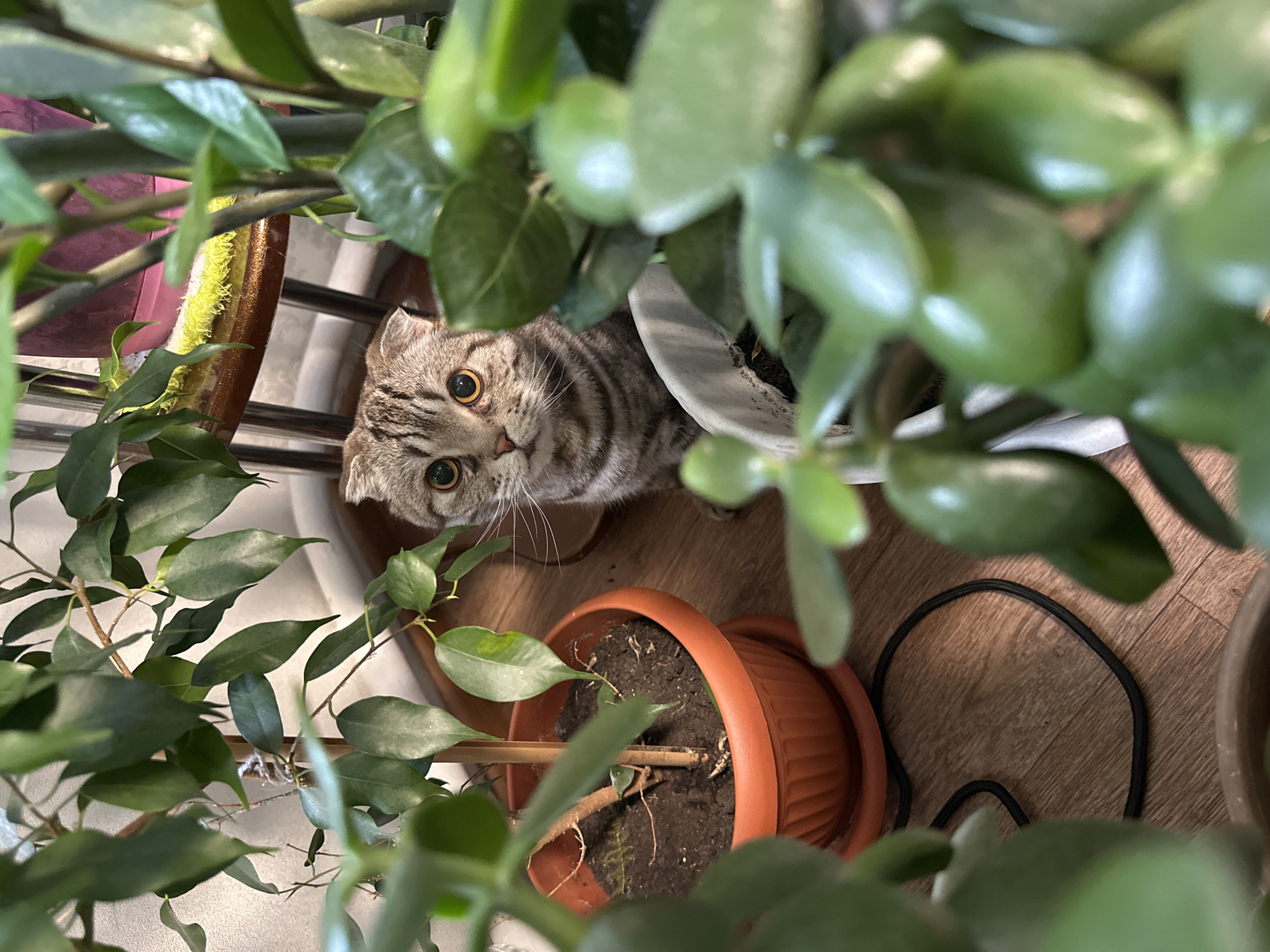 The media file shows a close-up, high-angle view of a tabby cat peeking out from behind several potted plants. The cat has large, round, amber-colored eyes and is looking directly at the camera with a curious expression. Its fur is striped with shades of gray and brown.
The cat is surrounded by lush green foliage from the plants, some of which are in brown and white pots. The plants have broad, glossy leaves. The ground beneath the plants appears to be a wooden floor, and a black electrical cord is visible coiled on the floor. The lighting suggests an indoor setting, possibly a home, during the daytime. The focus is primarily on the cat's face and the surrounding plants. There is no visible text in the image.