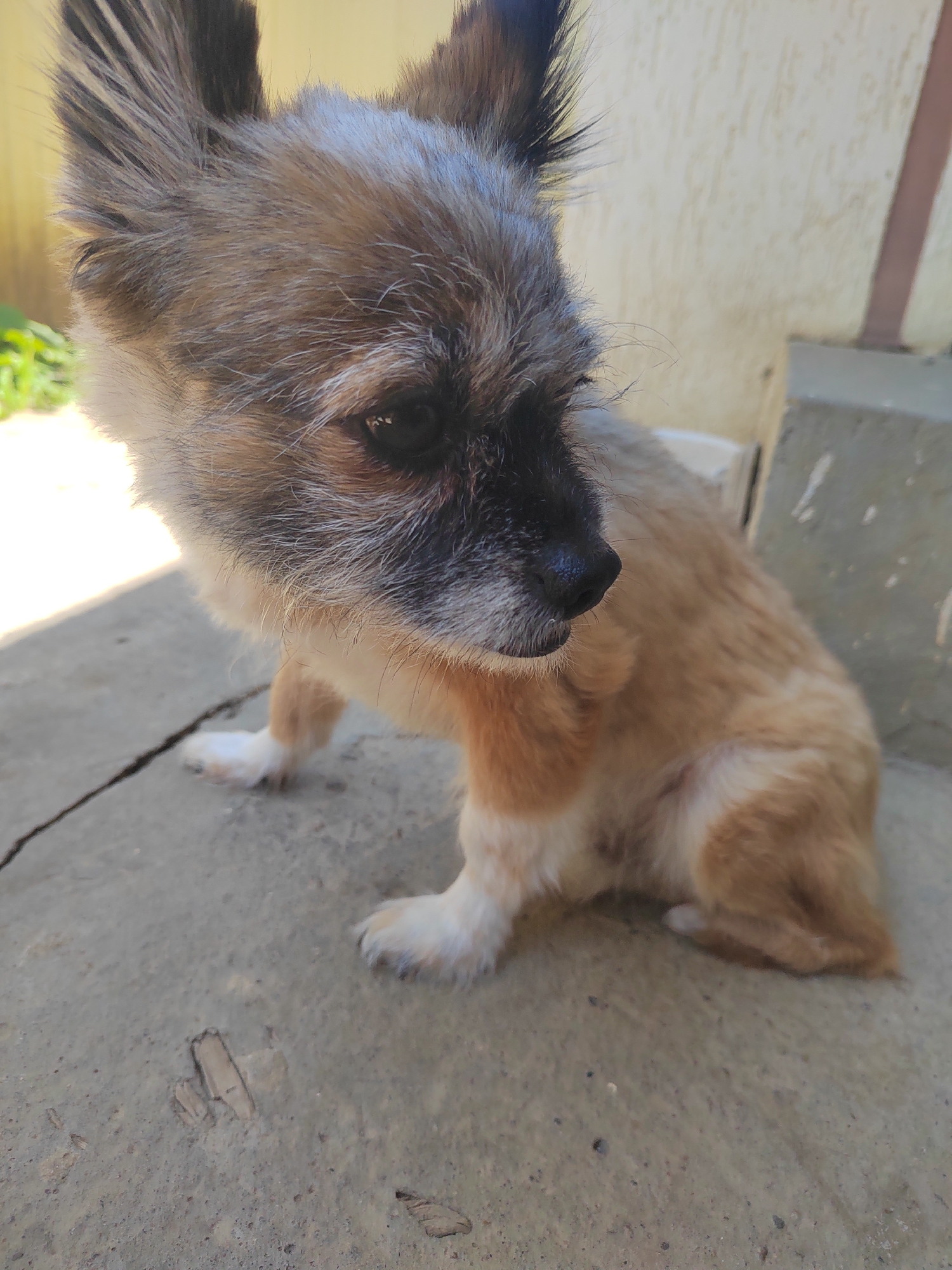 An overhead, slightly angled medium shot captures a small, tan and grey-furred dog sitting on a cracked concrete surface outdoors. The dog is facing right, with its head turned slightly towards the camera. Sunlight illuminates the dog from the left, casting shadows on the concrete. In the background, a light-colored wall with a darker horizontal stripe is visible, along with some greenery to the far left and a concrete structure to the right. This scene is consistent with an outdoor area in Vityazevo, Russia, likely a backyard or patio. There are no people visible in the image.
