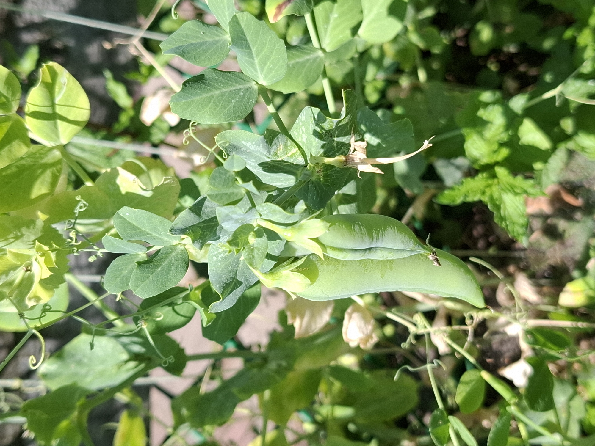 A close-up, vertical shot showcases a pea plant with two pods prominently featured. The pods are elongated, pale green, and appear plump, suggesting maturity. Above the pods, delicate tendrils curl amongst the vibrant green leaves. In the background, out-of-focus foliage and a hint of soil create a natural setting. The lighting suggests it is daytime, with sunlight casting shadows on the leaves. A tiny insect is visible on the surface of one of the pea pods. The image does not contain any identifiable structures or landmarks that would allow for a specific location to be determined.