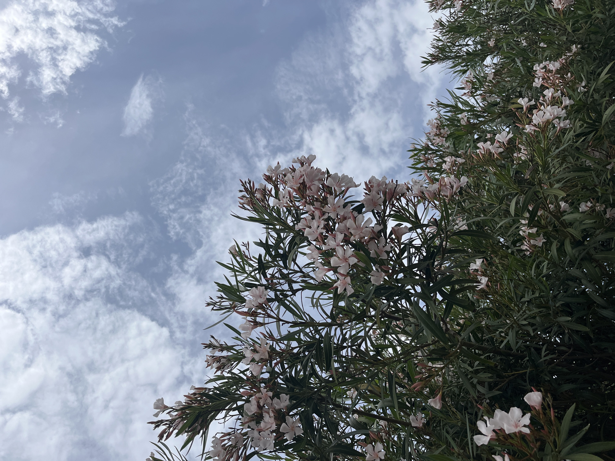 A low-angle shot captures a flowering shrub against a cloudy sky. The shrub, positioned to the right and bottom, is densely covered with green leaves and clusters of white and pale pink flowers. The sky, a pale blue hue, is patterned with wispy, cirrocumulus clouds. There are no people visible in the image. The location is likely outdoor due to the presence of natural elements, but there is no specific contextual information to link it to Santeru/San Vero Milis, Italy.