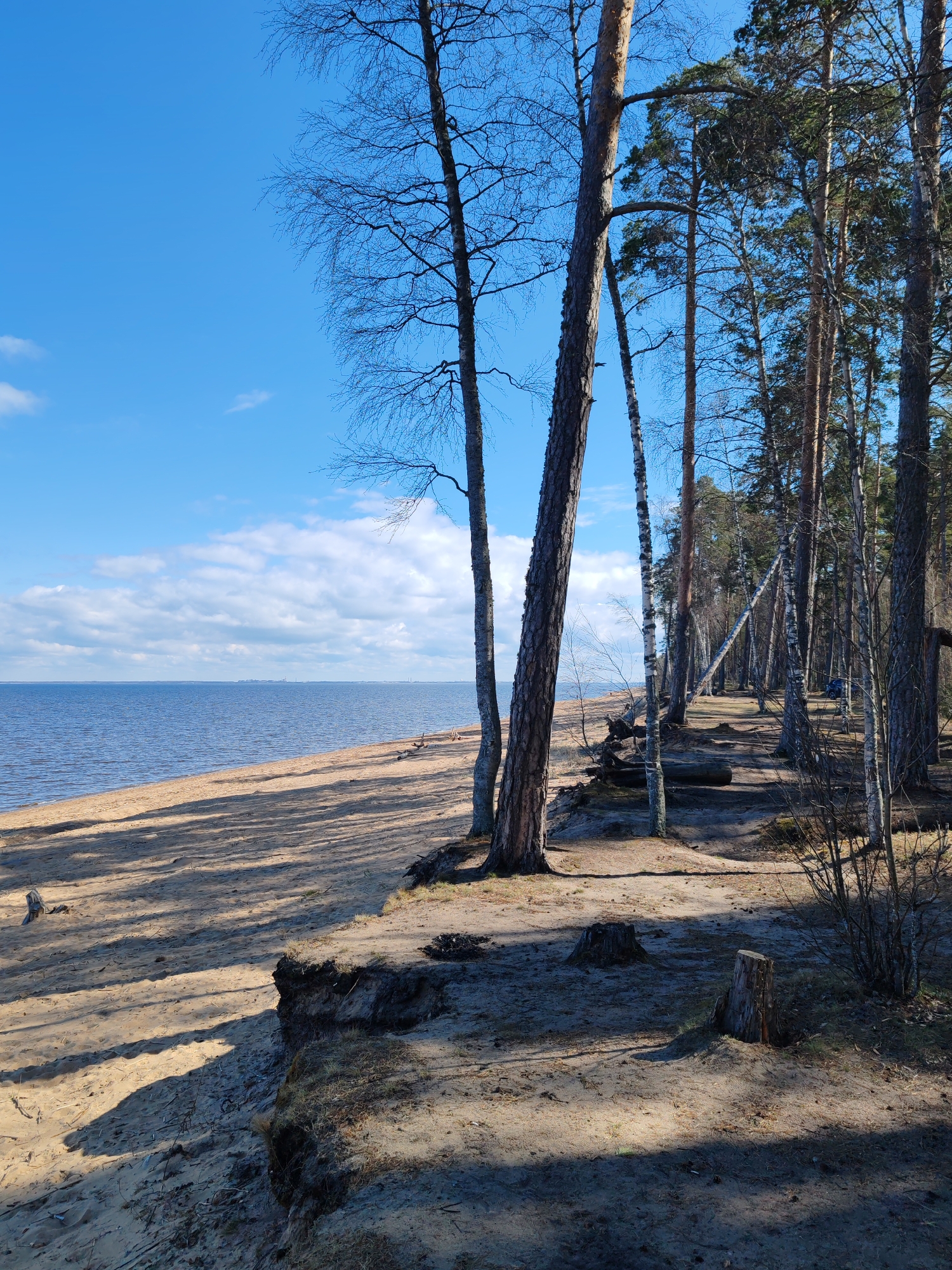 The image captures a coastal landscape near Bolshaya Izhora, Russia. The scene features a sandy beach adjacent to a body of water, likely the Gulf of Finland given the location. The skyline in the distance suggests a cityscape. A line of trees, consisting of both deciduous and coniferous species, separates the beach from the interior of the land. Tree shadows stretch across the sand, suggesting a sunny day. The eroded edge of the terrain between the beach and the tree line is visible. There are tree stumps suggesting past logging. The sky is blue with scattered clouds. No people or animals are visible.