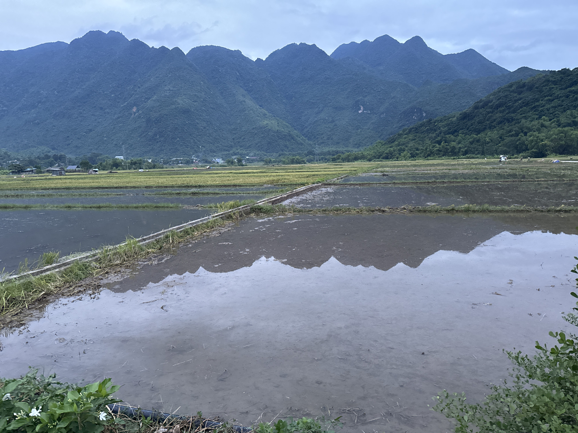 A wide-angle, eye-level shot captures a serene landscape of flooded rice paddies at the base of a mountain range. The sky is overcast and a pale blue, casting a soft light on the scene. In the foreground, the water in the rice paddies reflects the jagged peaks of the distant mountains, creating a mirror image. A low, textured embankment separates two sections of the paddies, with sparse green grass growing along its edge. Beyond the foreground paddies, more fields are visible, some appearing golden and harvested, while others remain flooded and reflecting the sky. In the middle ground, a scattering of small, dark structures, likely homes or storage buildings, are nestled amongst the fields. A few small, unidentified figures are also present in the mid-ground. The background is dominated by a majestic mountain range, its slopes covered in dense, dark green vegetation. The overall impression is one of rural tranquility and natural beauty. The image depicts a view in or around Chiềng Châu, Vietnam, a region known for its picturesque rice terraces and mountainous terrain.
