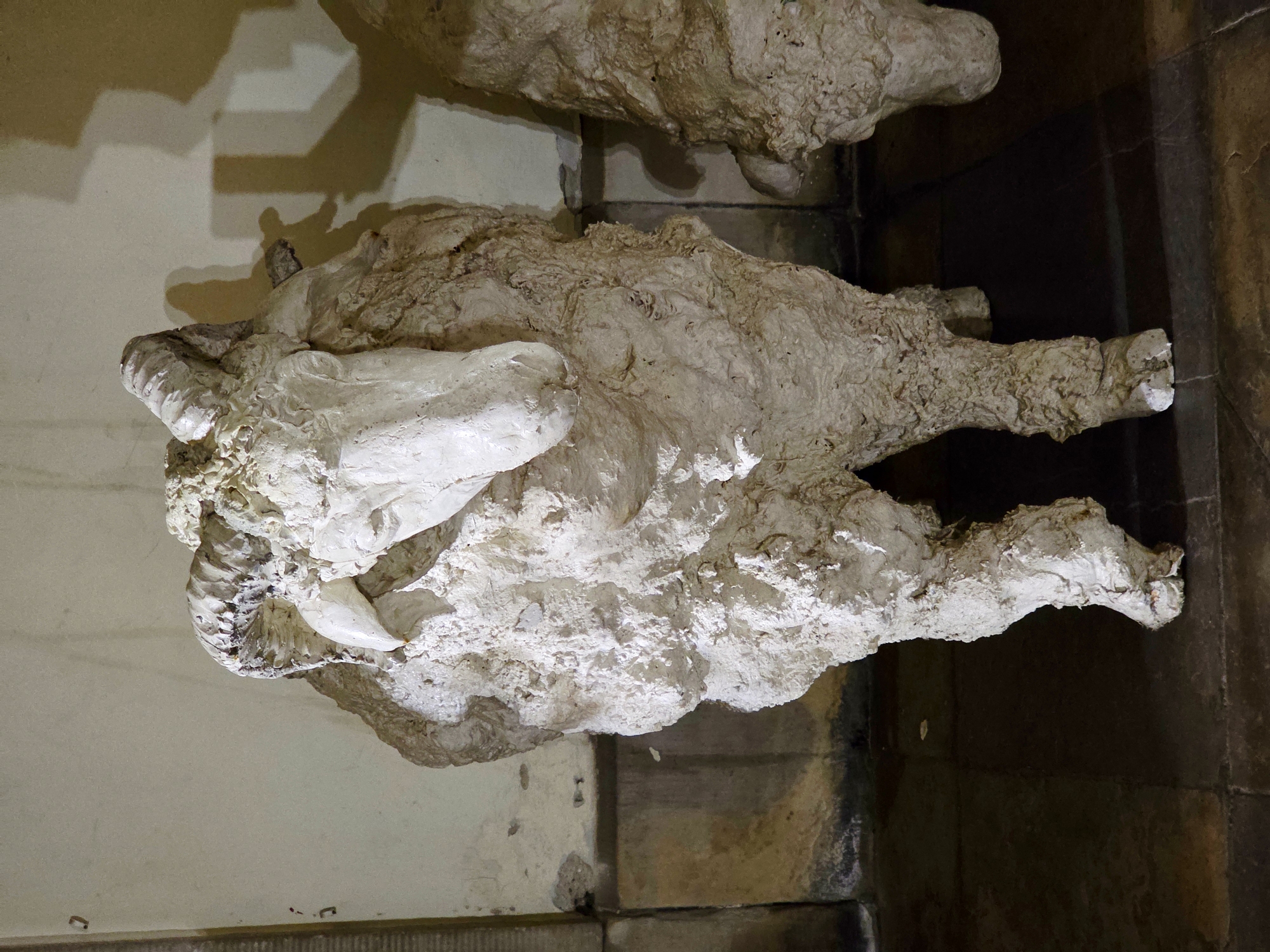 The photograph displays a close-up, full-body view of a sculpture of a sheep, made of a rough, off-white material, possibly plaster or a similar modeling compound. The sculpture is textured to mimic wool, with uneven surfaces and visible build-up of the material. It stands on four legs and faces towards the viewer's left, with its head tilted down. The sheep sculpture has prominent curved horns. Behind the main sculpture, to the right, a portion of another similar sculpture is visible, suggesting a collection or series of these sheep figures. The background consists of a pale, textured wall with visible vertical shadows cast by an unseen light source, and a dark floor that appears to be tiled. The lighting is somewhat dim, creating a somber atmosphere. The environment suggests an indoor exhibition space, possibly a gallery or museum. This particular sculpture is located in the Museum of Warsaw, specifically in the exhibition titled "Warsaw's Childhood."
