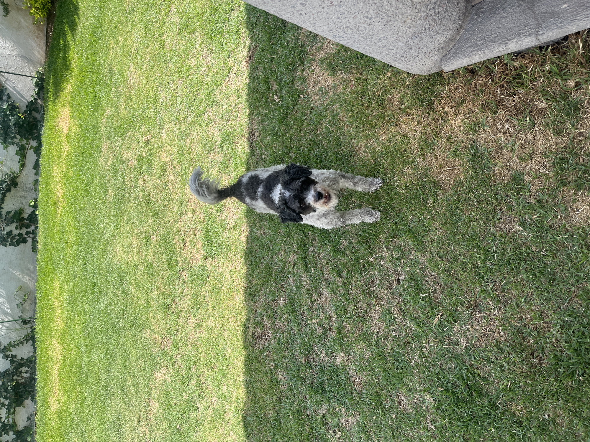 A medium-sized, black and white dog lies on a lawn in Barrio de Nuevo León, Mexico. The dog is stretched out, belly-down, with its head raised and looking towards the camera. The lawn is mostly green, but there are some dry, brown patches visible. Part of a concrete structure or building is visible in the upper right corner of the image. The scene is outdoors and well-lit by sunlight.