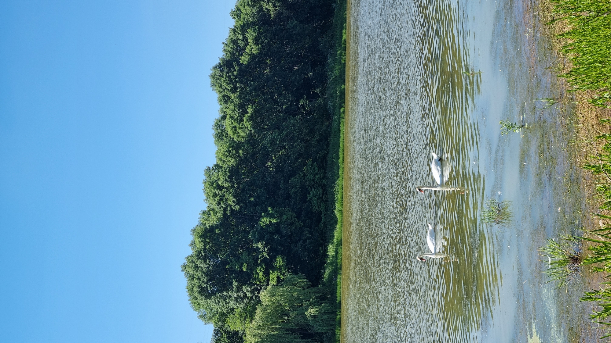 The image captures a serene natural landscape with a clear blue sky. In the foreground, a body of water stretches across the frame, its surface rippled and reflecting the sunlight. Two white swans are gracefully swimming on the water, their elegant forms a stark contrast to the muted tones of the lake. The shore of the lake is lined with green vegetation, with some patches of dry grass and soil visible. In the background, a dense line of lush green trees forms a natural barrier, creating a sense of depth and seclusion. The overall impression is one of tranquility and natural beauty, indicative of a peaceful natural environment. The provided location, Kholodnianske, Ukraine, suggests this scene is situated in a rural or park-like setting within that region.