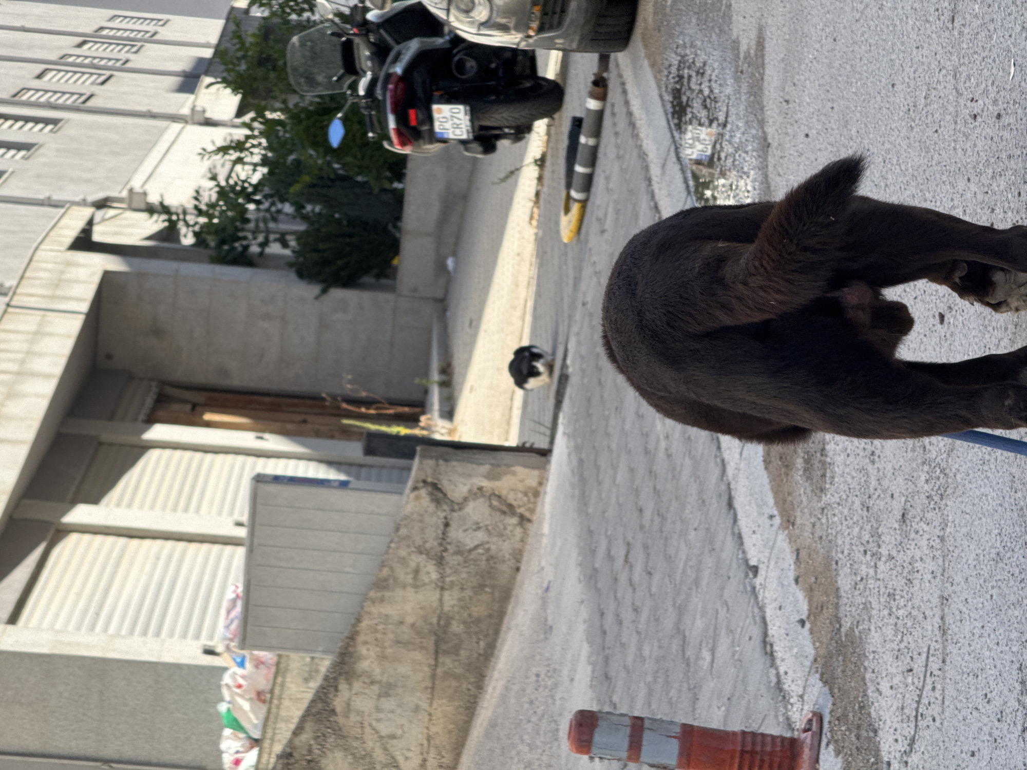 In Budva, Montenegro, on a bright, sunny day, a dark-colored dog is seen from behind walking on a grey paved street. The dog has a bushy tail and appears to be wearing a blue leash, which is partially visible. In the middle ground, a small black and white cat is sitting on the street. Further in the background, a black scooter with a license plate reading "PG CR70" is parked. To the right, the front of a dark-colored car is visible. The environment includes a concrete wall to the left, and buildings with windows in the background. An orange traffic cone with white stripes stands on the left side of the street.