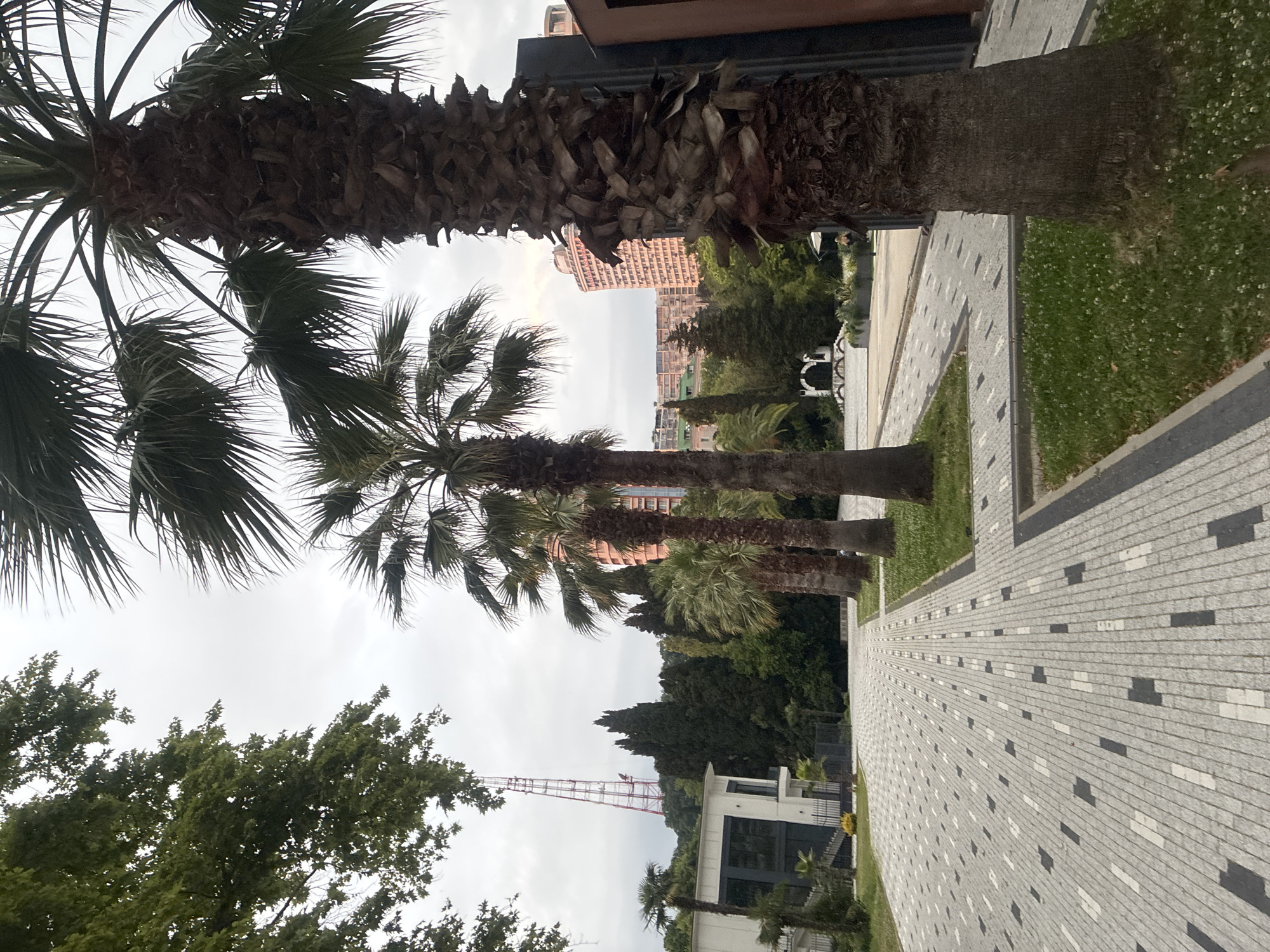 The image depicts an outdoor scene in Sochi, Russia, characterized by a modern paved walkway leading towards a cluster of buildings and lush greenery. In the foreground, a tall palm tree stands prominently, its textured trunk dominating the right side of the frame. The walkway is paved with a distinctive pattern of light and dark grey rectangular tiles, interspersed with darker square accents. To the left of the walkway, a modern white building with large glass windows is visible, suggesting a commercial or residential structure.
Beyond the immediate foreground, several other palm trees are arranged along the walkway, creating a sense of an avenue. In the middle ground, a variety of trees, including dark green cypress-like evergreens, form a dense backdrop. In the distance, several multi-story buildings, including a tall, pink-toned structure, can be seen, indicative of an urban environment. A prominent red and white transmission tower rises from a hill in the background, a striking industrial element against the natural and architectural landscape. The sky is overcast, contributing to a subdued lighting condition. The scene appears to be a public area, possibly a park or promenade, designed with a blend of natural elements and modern architecture.