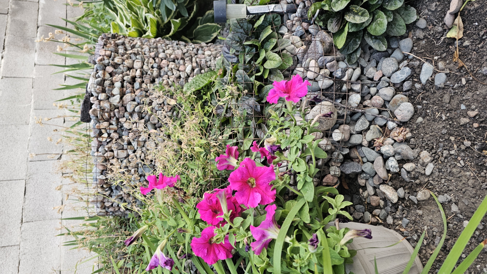 The image shows a close-up, overhead view of a garden bed featuring bright pink petunias and other greenery. The flowers are the primary subject, with several fully bloomed and some budding. They are growing amidst dense green foliage and dry, wispy plants. A gabion wall, filled with various gray and brown stones, forms a textured background and border on the left side of the frame. To the left of the gabion wall, a paved pathway made of light gray rectangular stones is visible. The ground on the right side of the image is dark soil mixed with small stones. A portion of a gray shoe or boot is visible in the bottom right corner, suggesting a person is present, though not fully in frame. The lighting suggests it is daytime, with bright sunlight casting shadows. No specific weather conditions are apparent. The overall scene depicts a well-maintained garden area. There is some faint, illegible text on a black cylindrical object in the upper middle of the image, partially obscured by greenery.
