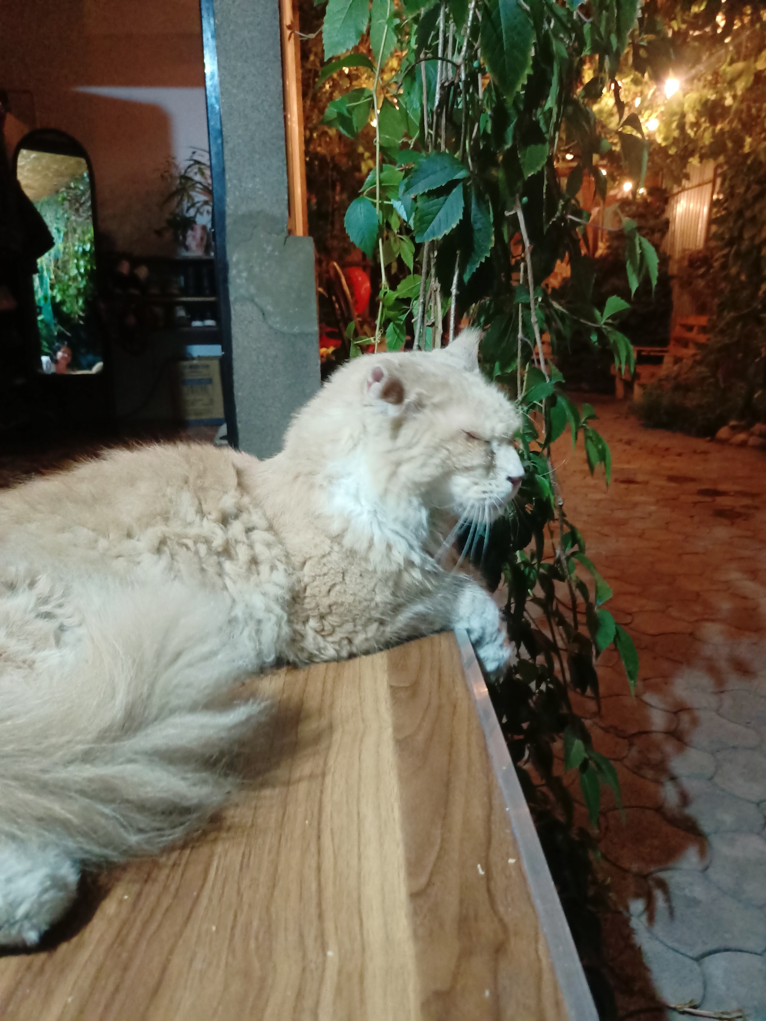 A light-colored, long-haired cat is lying on a wooden surface with its eyes closed, facing right. Behind the cat, a plant with green leaves hangs down. In the background, there are strings of lights, paving stones, and a wall. The scene appears to be an outdoor patio or garden area at night. The location is identified as Almaty, Kazakhstan.
