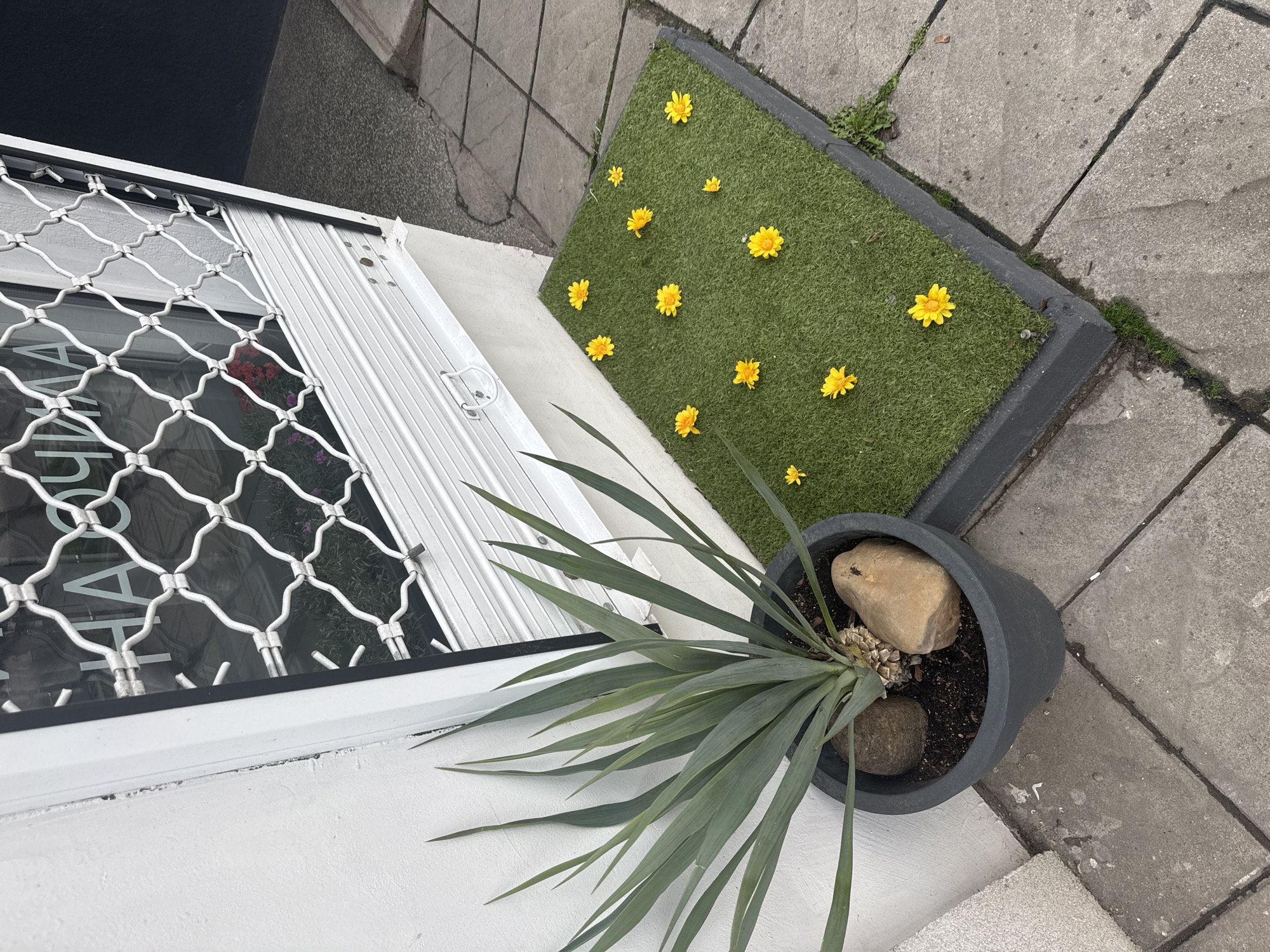 The image depicts an exterior scene in an urban setting, likely Sofia, Bulgaria, based on architectural styles common to the region. The frame includes a white-framed window secured by a decorative white metal lattice. To the right of the window, a rectangular patch of artificial green turf is placed, adorned with scattered yellow daisies. Adjacent to the turf is a dark gray pot containing a plant with long, green, pointed leaves and two rocks placed within the pot's soil. The ground surface consists of gray concrete tiles. The overall composition suggests an attempt to add visual interest and greenery to the urban environment. There are no visible people or dynamic interactions occurring in the scene.
