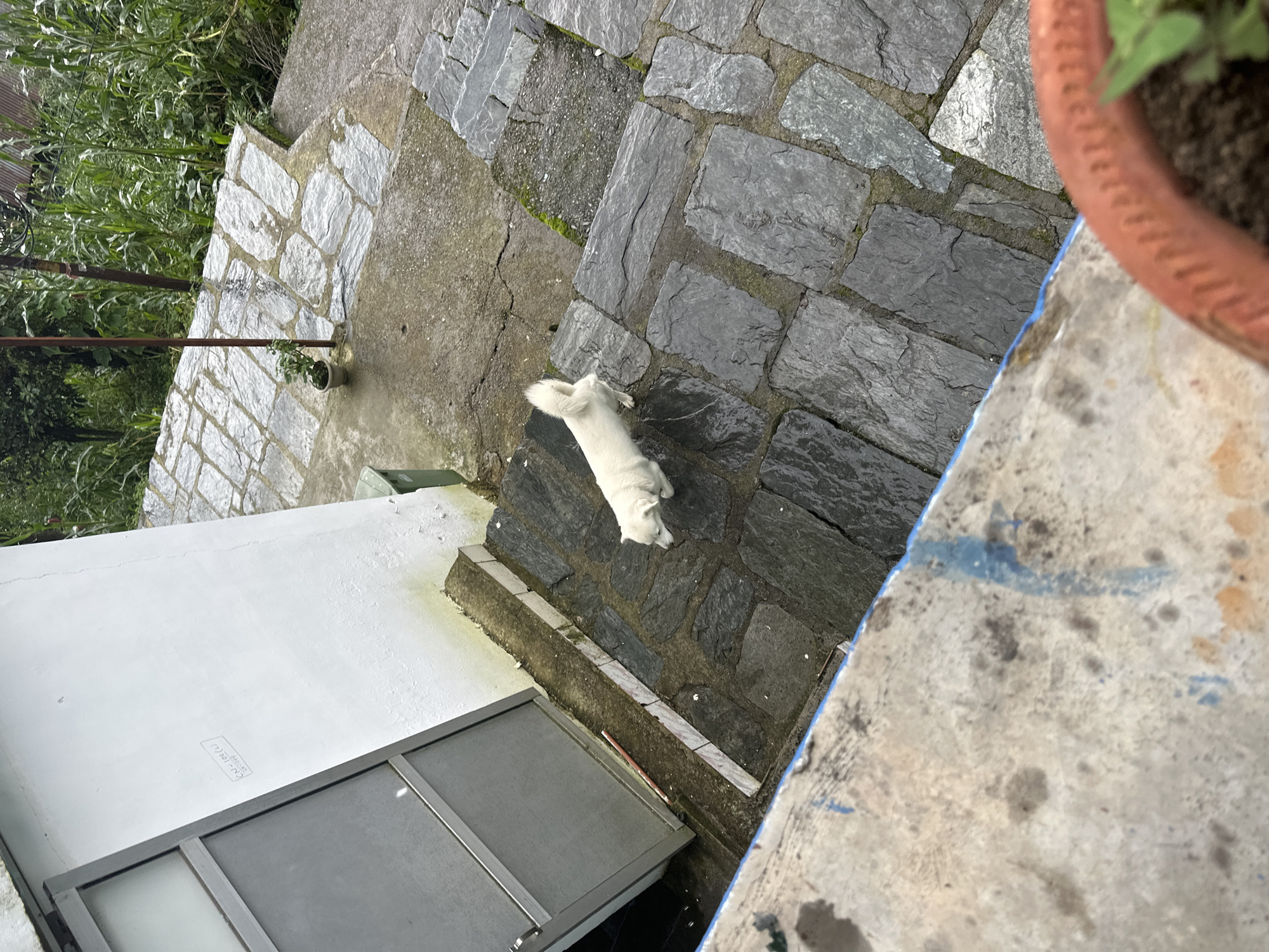 A medium shot captures a white dog standing on a stone pathway next to a white building. The dog faces away from the camera, looking down towards the stone steps. The pathway is made of large, irregularly shaped gray stones. To the left of the dog, a metal-framed door with a frosted glass panel is partially open, revealing a dark interior. The building behind the door is painted white and shows some discoloration and moss growth near the ground. The pathway leads down a set of stone steps, some of which are covered in moss. In the background, lush green vegetation and trees are visible. A small potted plant sits on a ledge to the left of the pathway. The overall scene appears to be outdoors, possibly in a residential or institutional setting.