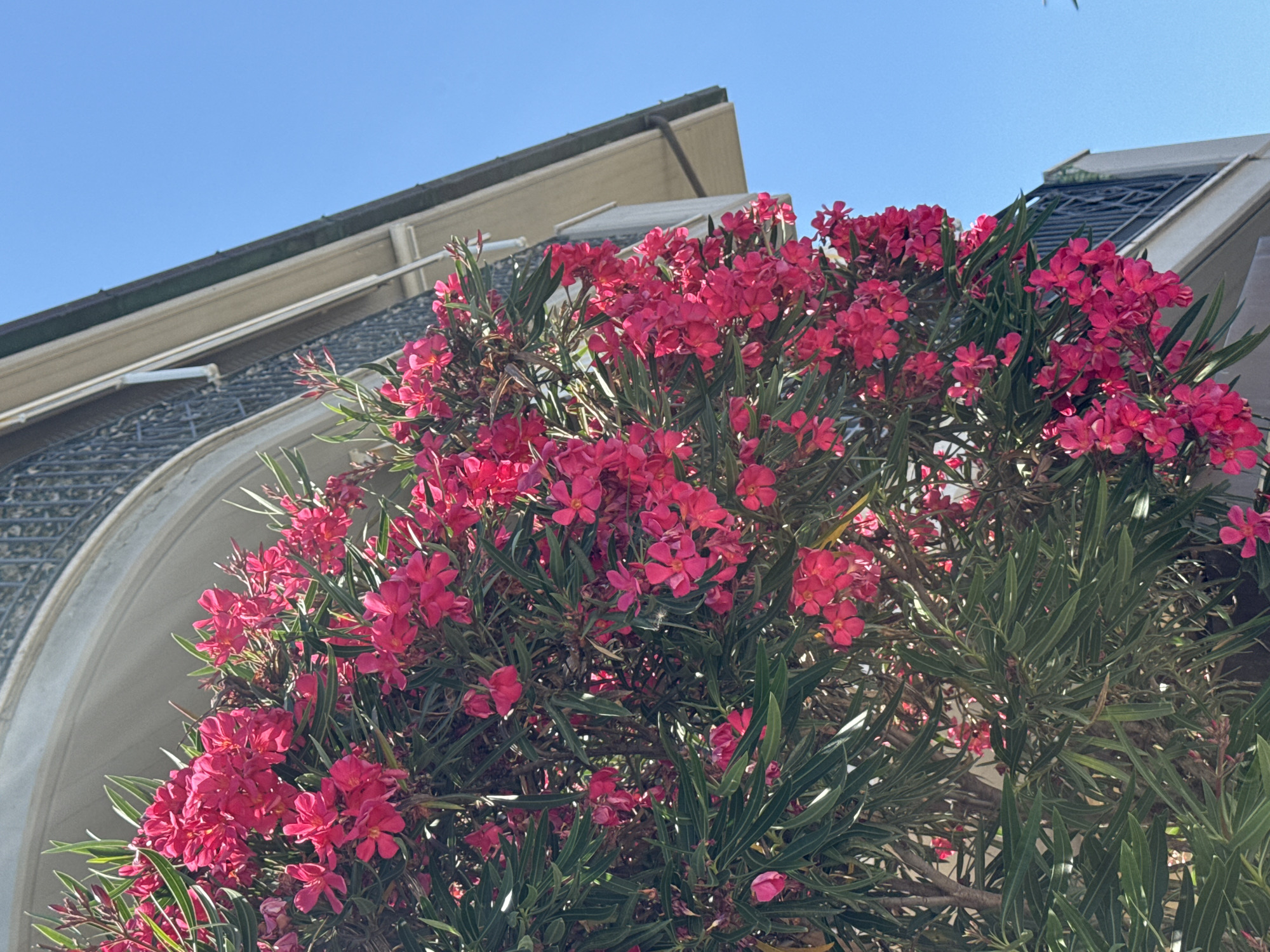 The image shows a close-up of a flowering bush with bright pink blossoms and long, green leaves, set against a clear blue sky. The bush is positioned in front of a building with an arched balcony, featuring an ornate metal railing. The building's architecture suggests a classic or historical style, with a cream-colored facade and a grey roofline. A portion of a white downspout is visible on the building's exterior. The scene is captured from a low angle, looking up towards the balcony and sky. The overall impression is one of a sunny day in a Mediterranean or similar climate, likely in a European city. Given the context of San Benedetto del Tronto, Italy, this view likely represents a typical balcony facade adorned with lush vegetation during the warmer months.