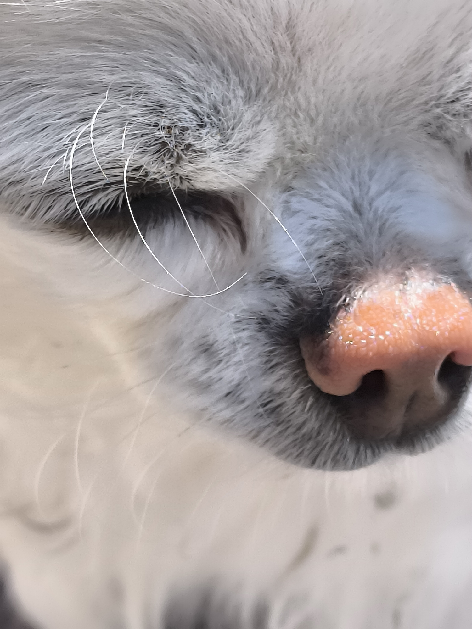 A close-up, vertical portrait photograph, likely captured in Dercekliai, Lithuania, depicts the upper right facial section of a domestic canine. The subject exhibits dense, soft fur, predominantly grey around the muzzle and eye area, transitioning to a lighter white fur on the lower face, which is out of focus. Several long, white, and slightly curled whiskers emanate from the fur near the closed right eye, which appears as a faint crease in the fur. The most prominent feature is the dog's large, moist, pinkish-orange nose located on the right side of the frame, exhibiting a textured surface with subtle reflective specks and clearly defined nostrils. The lighting is soft and even, highlighting the textures of the fur and the moist sheen on the nose. No other subjects or discernible environmental details are present in the shallow depth of field.