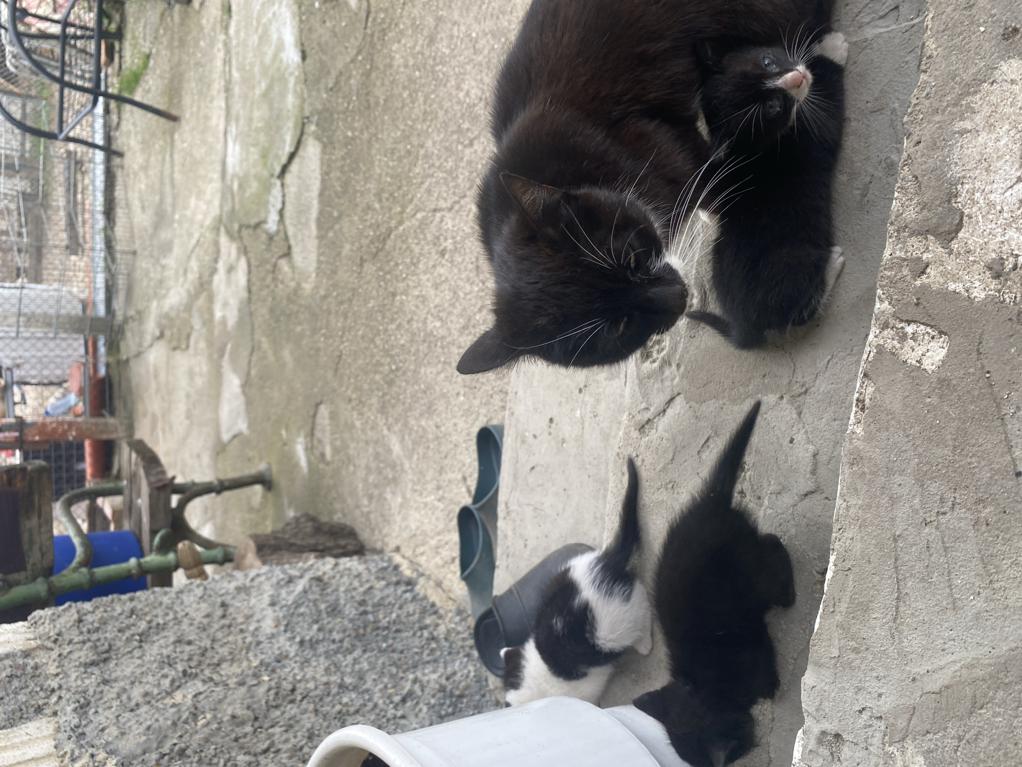 The image shows an adult black cat with white markings lying next to a tiny black and white kitten on a concrete surface. Two additional kittens are located near a white object and a pair of blue rubber sandals. The location appears to be outdoors, possibly in Debelt, Bulgaria, given the prompt. The environment includes a stone or gravel surface, a concrete wall with cracks, and a metallic structure in the background. No people are visible. The adult cat appears to be interacting with the kitten by lying close to it.