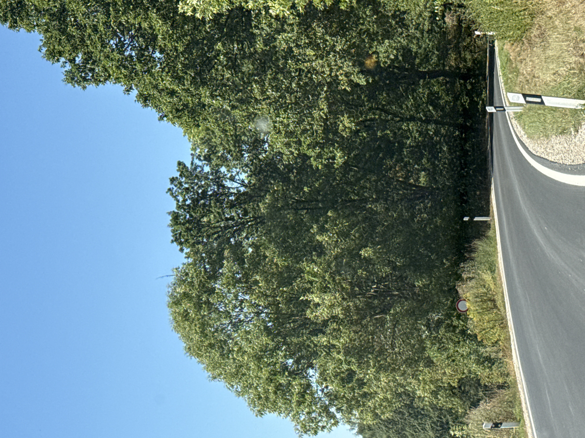The image shows a rural road winding through a densely wooded area, likely in Bad Sachsa, Germany. The road is paved and has a white line marking its edge. On the left side of the road, there is a white and black signpost, and further back, a circular traffic sign with a red border and a white background. The right side of the road is bordered by a gravelly shoulder and then tall grass and vegetation, with several more signposts visible. The background is dominated by a wall of lush green trees, forming a dense canopy. The sky is clear blue. The lighting suggests it is a sunny day. There are no people or vehicles visible in the frame.