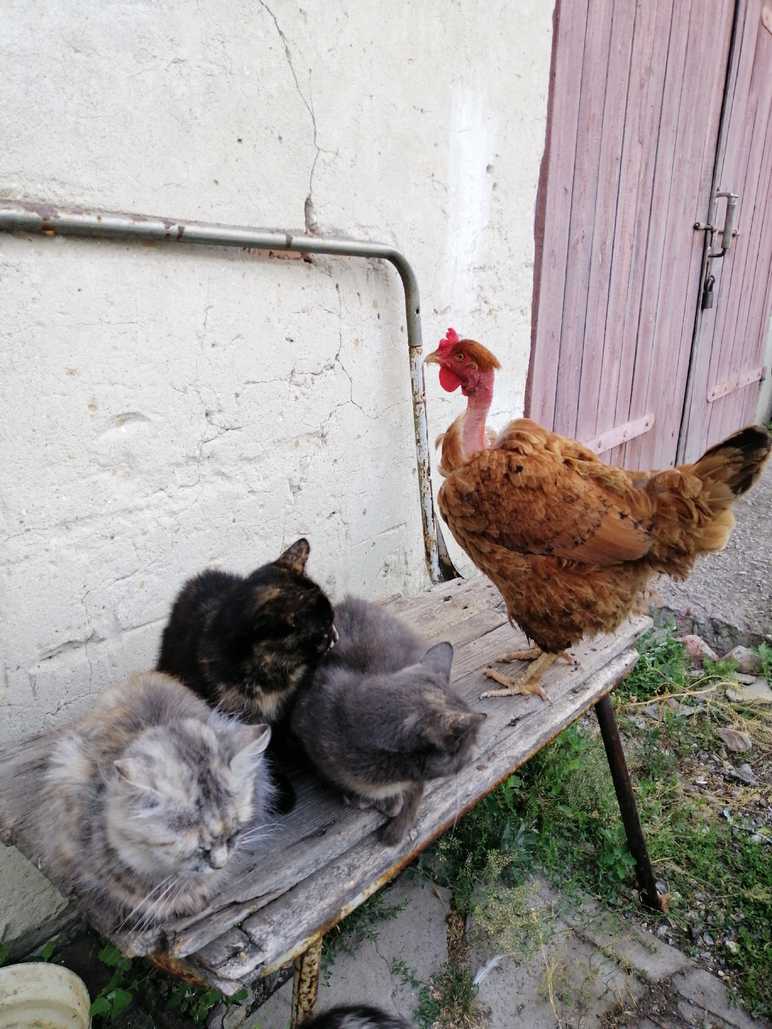 A brown hen with a bare red neck stands on a rustic wooden bench next to a group of cats. The hen is positioned on the right side of the bench, facing left. To the left of the hen, three cats are resting on the bench. The closest cat is a fluffy grey one, facing downwards. Behind it, a dark tortoiseshell cat is visible, also facing downwards. Another grey cat is nestled between the tortoiseshell cat and the hen. The bench is weathered and appears to be outdoors, with a concrete wall and a wooden door in the background. Green vegetation is growing around the base of the bench. The scene is likely a rural or semi-rural setting, possibly a backyard or farmyard. The location is identified as Lanivtsi, Ukraine.