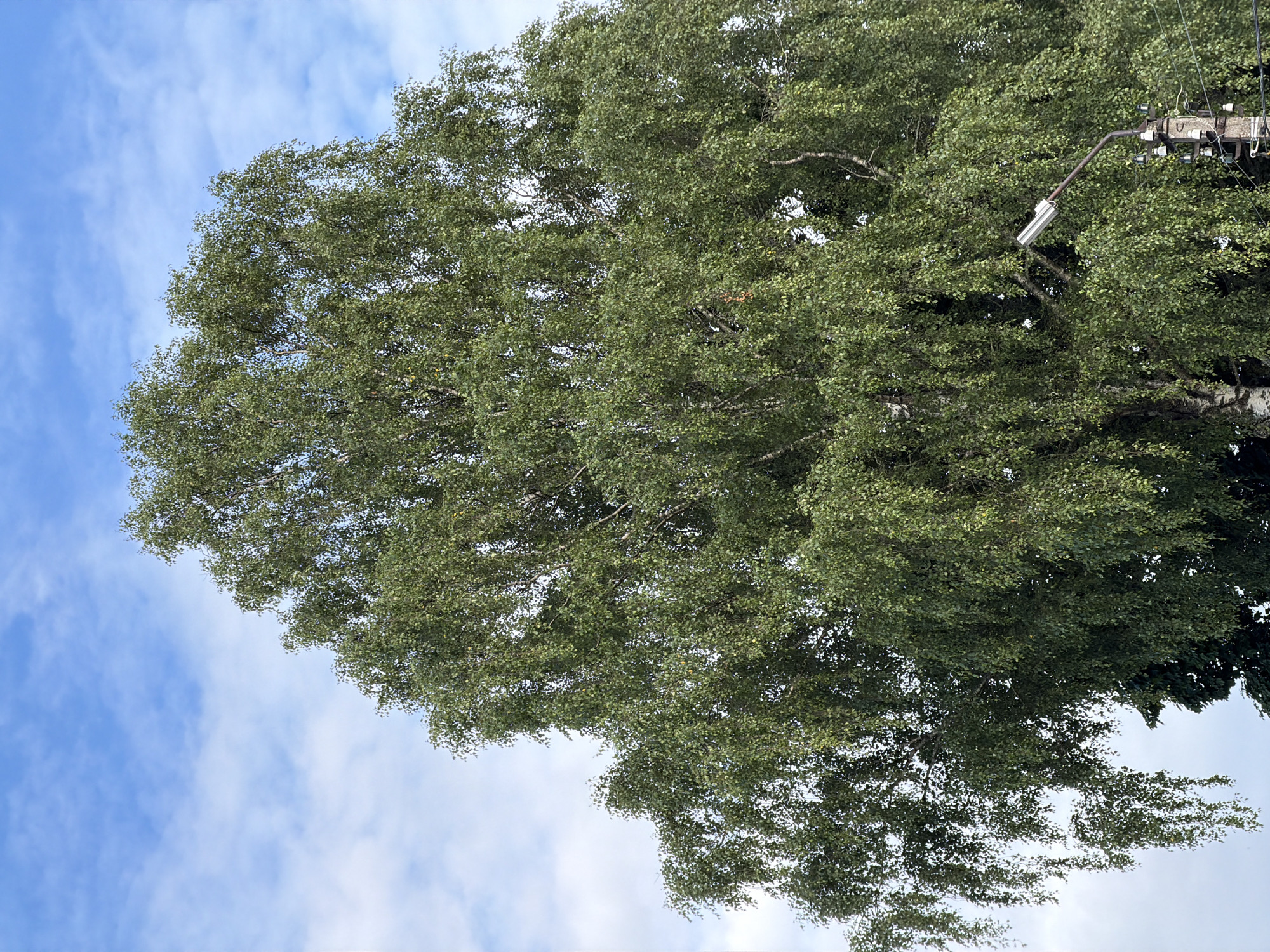A tall, mature birch tree with abundant green foliage dominates the frame, its branches reaching upwards towards a blue sky dotted with white, wispy clouds. In the lower right portion of the image, a concrete utility pole with multiple insulators and electrical wires is visible. Attached to the pole is a street lamp with a silver fixture. The background shows a hint of other trees. The scene is set in Moshenskoe, Russia.