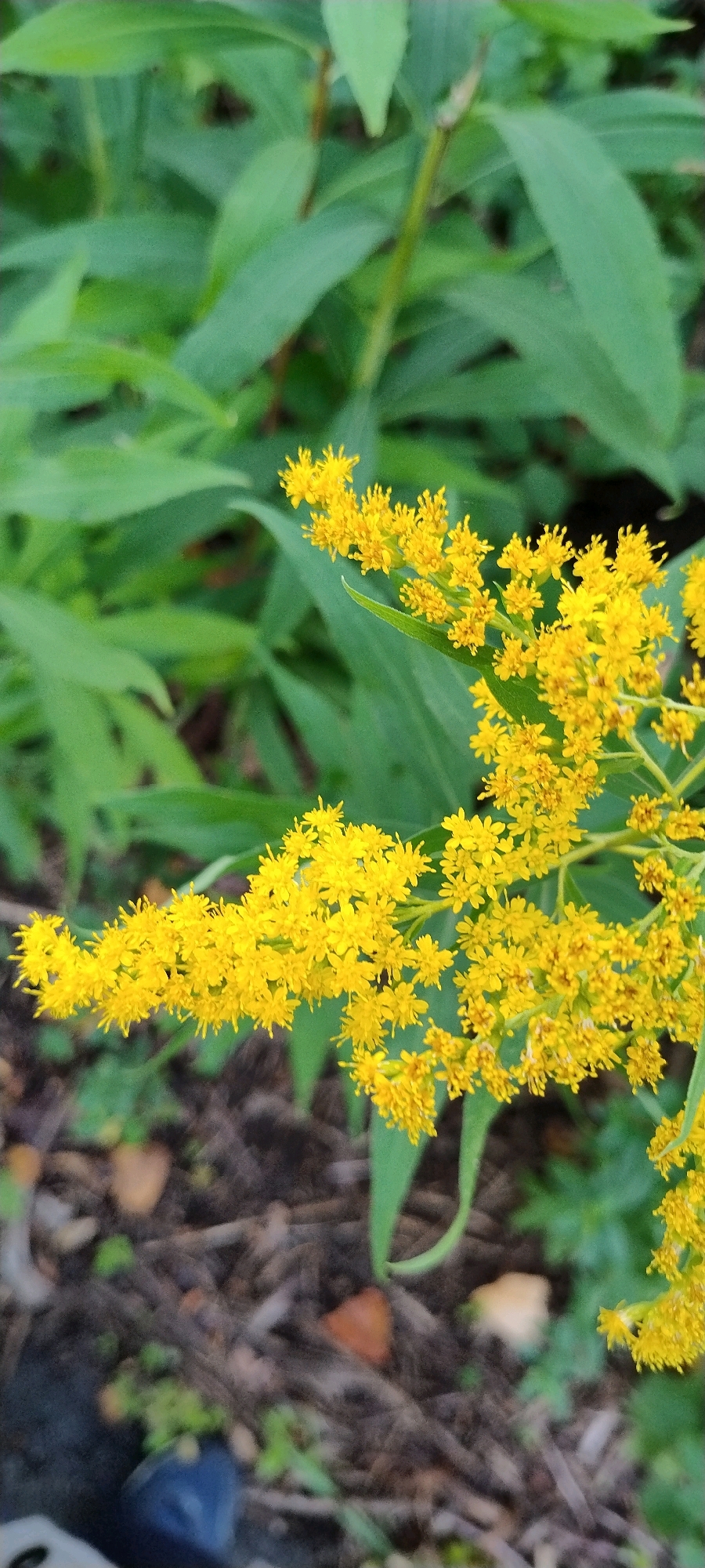 The image shows a close-up view of a flowering plant with clusters of small yellow flowers against a background of green leaves and dark, earthy ground. The plant appears to be goldenrod, identifiable by its feathery yellow blossoms and lance-shaped leaves. The ground is covered with dry leaves, twigs, and some sparse green vegetation. The overall impression is of a natural setting, likely outdoors. The location is identified as Ishøj, Denmark, suggesting a park, garden, or natural area within the city. No people or specific actions are depicted in the image. The lighting is soft, indicating it might be overcast or taken in diffused light.