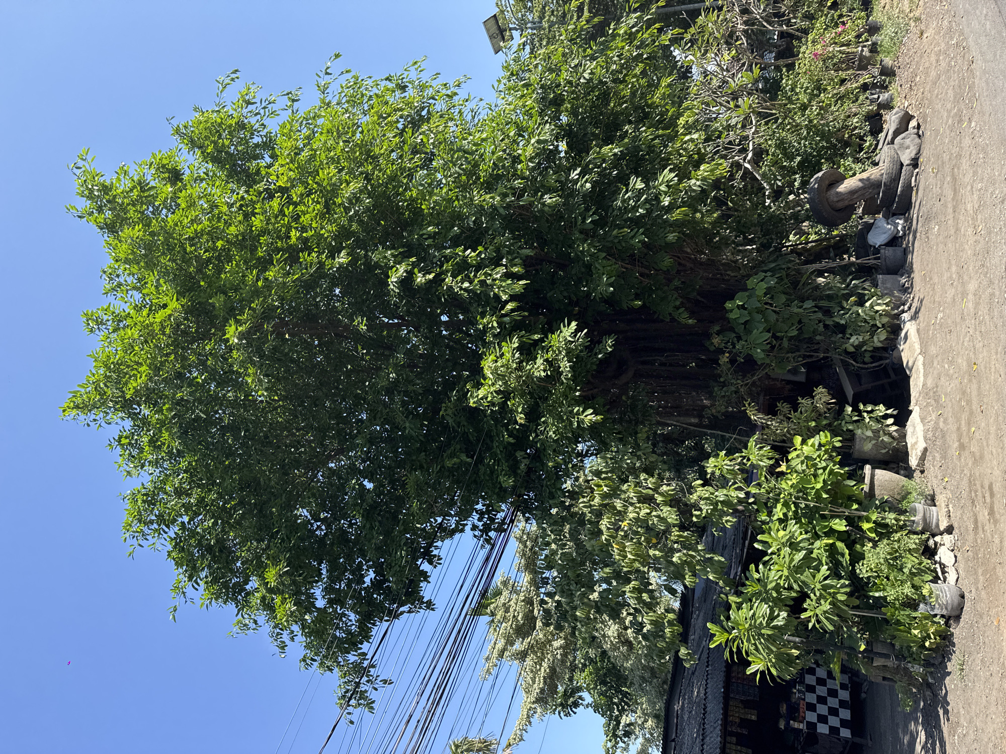 In Denpasar, Indonesia, a large, leafy tree dominates the center of the frame, its branches reaching towards a clear blue sky. Electrical wires crisscross the upper left portion of the image, suggesting an urban or semi-urban environment. To the left of the tree, a small, dark-roofed structure with a checkered tablecloth is visible, hinting at a roadside stall or shop. Potted plants are scattered around the base of the large tree and in front of the structure, adding a touch of greenery to the scene. In the lower right, a unique object made of stacked tires and a wooden post stands as a curious focal point. The ground is covered in dirt and gravel, and a solar-powered street lamp is positioned on a pole behind the tree on the right.