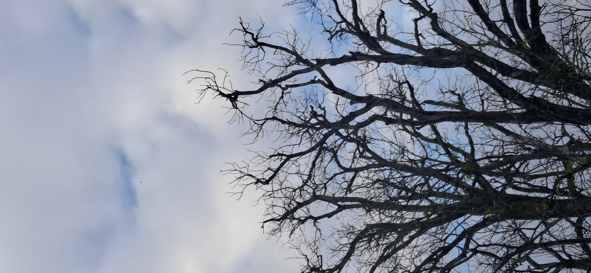 The image is an upward-looking shot of a stark, leafless tree against a cloudy sky. The tree's branches are dark and gnarled, forming an intricate, almost skeletal pattern against the softer blues and whites of the clouds. Some sparse green foliage is visible on the branches, suggesting new growth or a hardy variety of tree. The clouds are substantial, obscuring much of the blue sky and creating a diffuse light. The overall impression is one of natural ruggedness and the quiet resilience of life. The time of day appears to be either early morning or late afternoon, given the soft, diffused light. The scene evokes a sense of peace and contemplation. The location context indicates Vallecito, Venezuela. There is no visible text in the image.