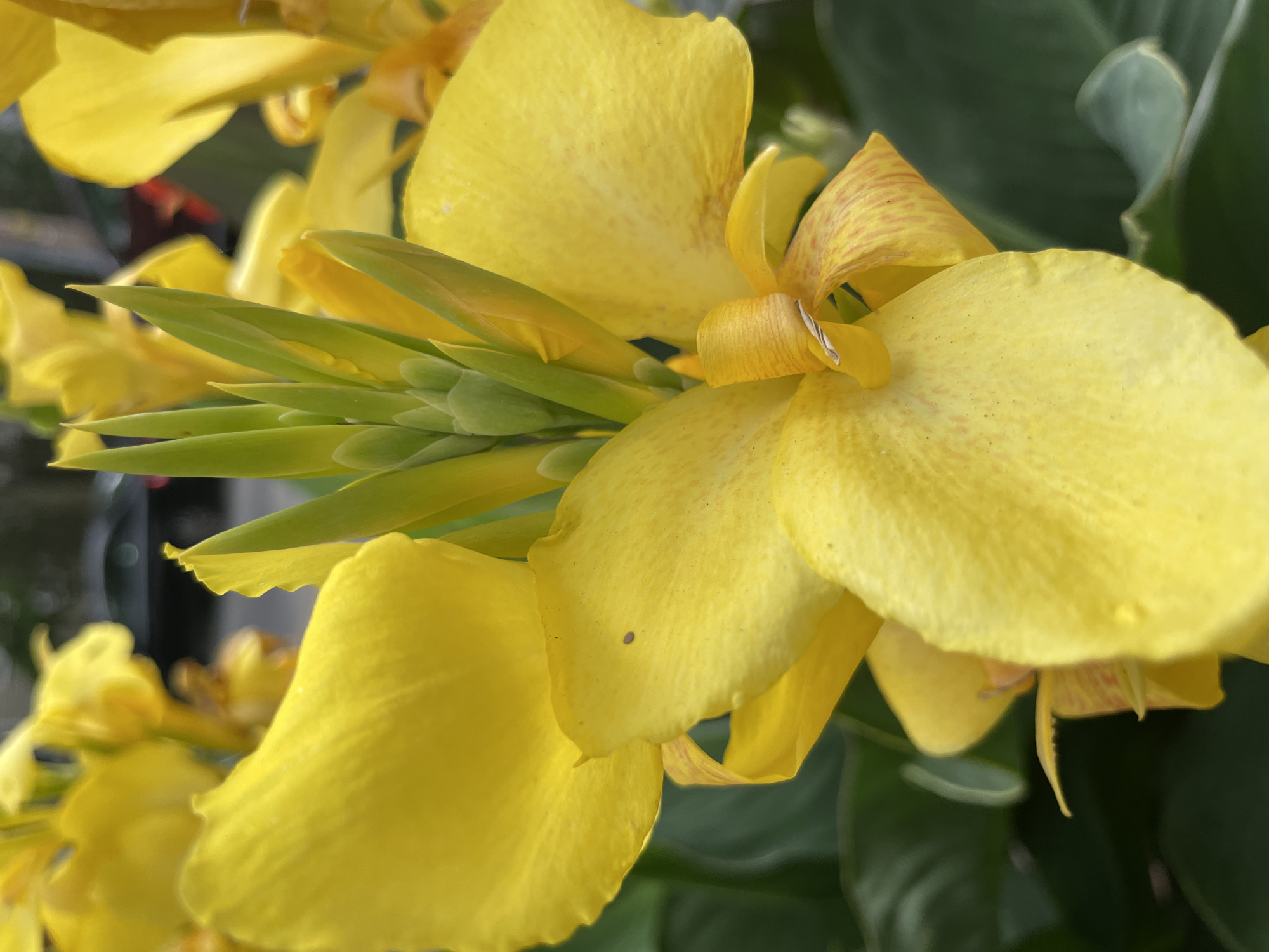 A close-up, eye-level shot focuses on a cluster of bright yellow Canna lilies. The petals of the flower are broad and ruffled, with some showing faint reddish-brown speckles. In the center, a spire of green buds and immature petals is visible. The background is blurred, showing dark green foliage and hints of a dark-colored vehicle and a building, suggesting an outdoor urban setting. The lighting is natural, casting soft shadows on the petals. There are no people or discernible animals present.