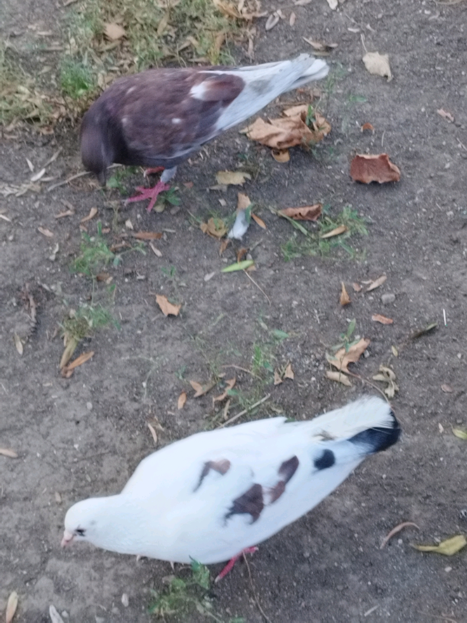 Two pigeons are visible on the ground. The pigeon in the foreground is predominantly white with brown and black markings on its wings and tail. It has pink feet and a light pink beak. The pigeon in the background is a mottled brown and white, with pink feet and beak. Both pigeons appear to be foraging on the ground, which consists of dirt, scattered dry leaves, and sparse green grass. The scene is outdoors, likely in a park or an urban green space, given the presence of the pigeons and the ground cover. The lighting suggests it is daytime. The background is out of focus, but shows more of the same ground covering and foliage. There is no indication of the specific location within the city of Bucharest, Romania, beyond it being an outdoor urban environment suitable for pigeons.