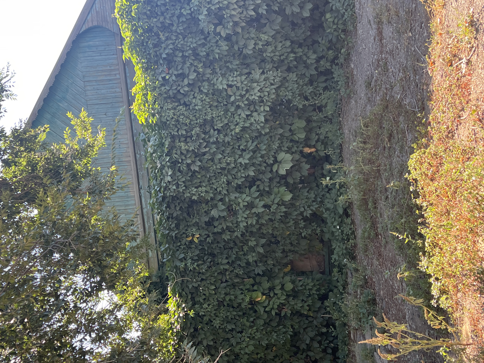 The image shows a dense wall of green ivy covering the lower portion of a wooden building. The building has a green, weathered wooden facade and a gabled roof with decorative trim. Sunlight filters through the leaves, creating dappled patterns on the ivy. In the foreground, dry, dusty ground is covered with sparse vegetation, including some taller, dry stalks and patches of low-lying, reddish-brown plants. The scene appears to be outdoors, possibly in a yard or garden setting. There are no people or animals visible in the image. The overall impression is one of neglect and overgrowth. The building and its surroundings suggest a rural or semi-rural location, consistent with the outskirts of Aktobe, Kazakhstan.
