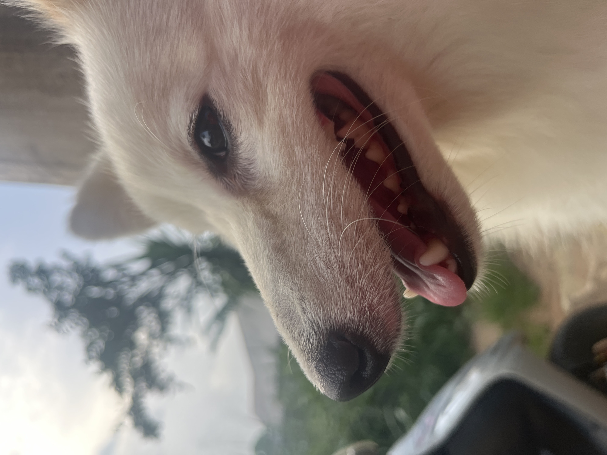 A close-up, tilted view of a white dog's face, showing its eye, nose, open mouth with tongue protruding, and teeth. In the background are blurred trees and a partial view of an object, potentially part of a vehicle. The specific location in Ikot Ekpene, Nigeria, is not discernible from the image.