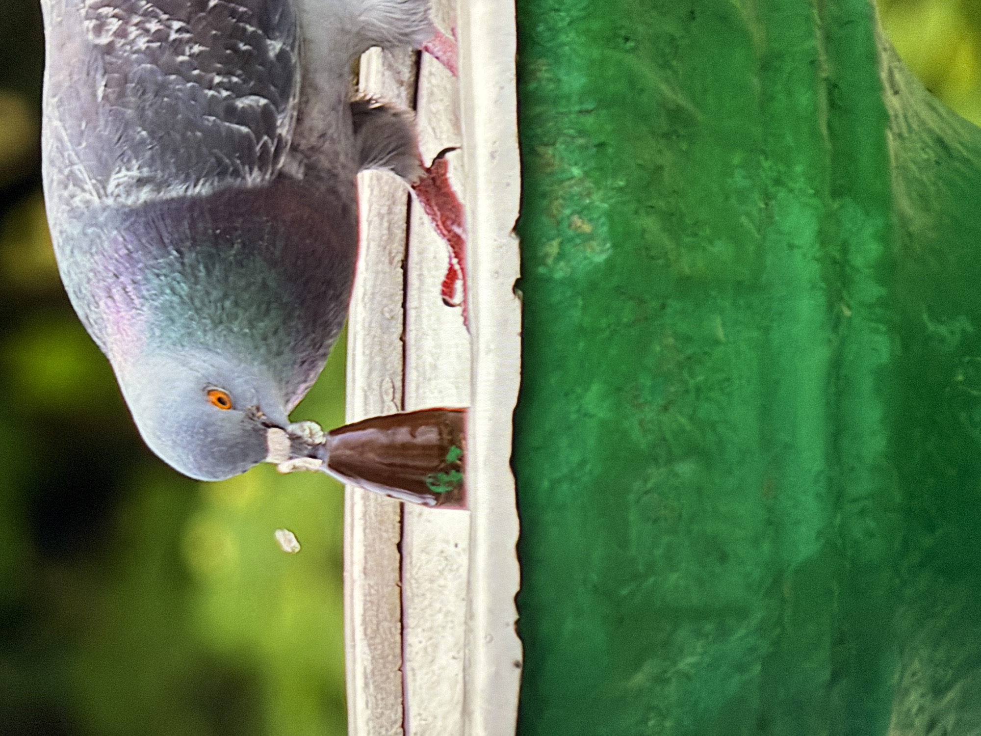 A pigeon is drinking from a water dispenser, its beak touching a dark object that is submerged in the water. Water droplets are visible in the air around the pigeon's beak. The pigeon has grey and iridescent feathers, with orange eyes. Its feet are red and grasping the edge of the dispenser. The dispenser appears to be a bird bath or similar water feature, with a light-colored rim and a deep green basin below. The background is out of focus and shows green foliage, suggesting an outdoor setting in Kyiv, Ukraine.