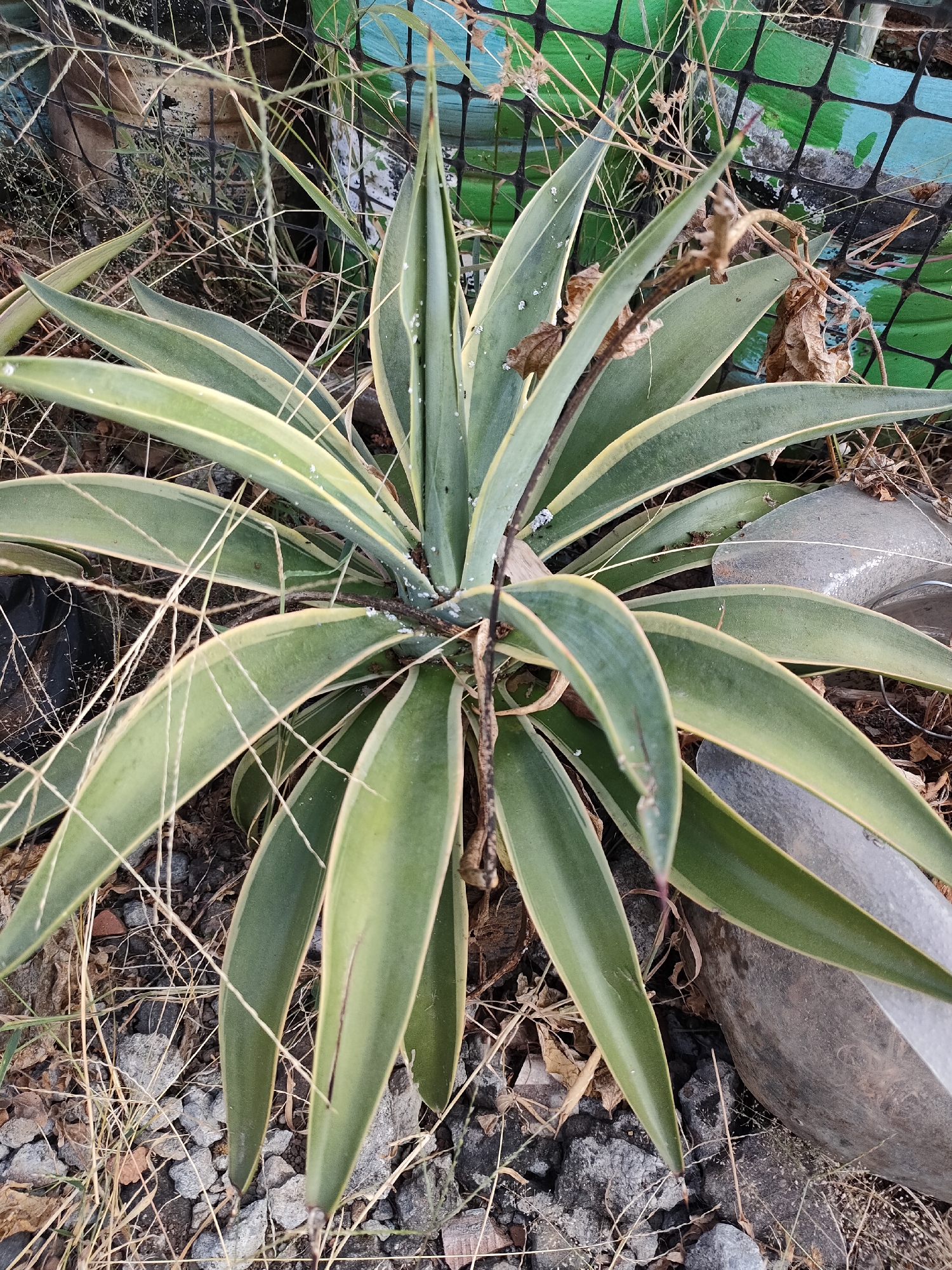 A variegated agave plant with long, thick leaves edged in cream grows in a rocky, overgrown area. The leaves are a deep green with a pale yellow stripe along each edge, and some appear to have white powdery residue. The plant is surrounded by dry, yellowed grass and small gray stones. In the background, a green mesh fence is visible, with some debris and dead plant matter caught within its squares. The overall impression is one of neglect or a naturalized garden setting. There are no people or animals present. The scene is outdoors, under natural light, with shadows indicating it might be late afternoon.
