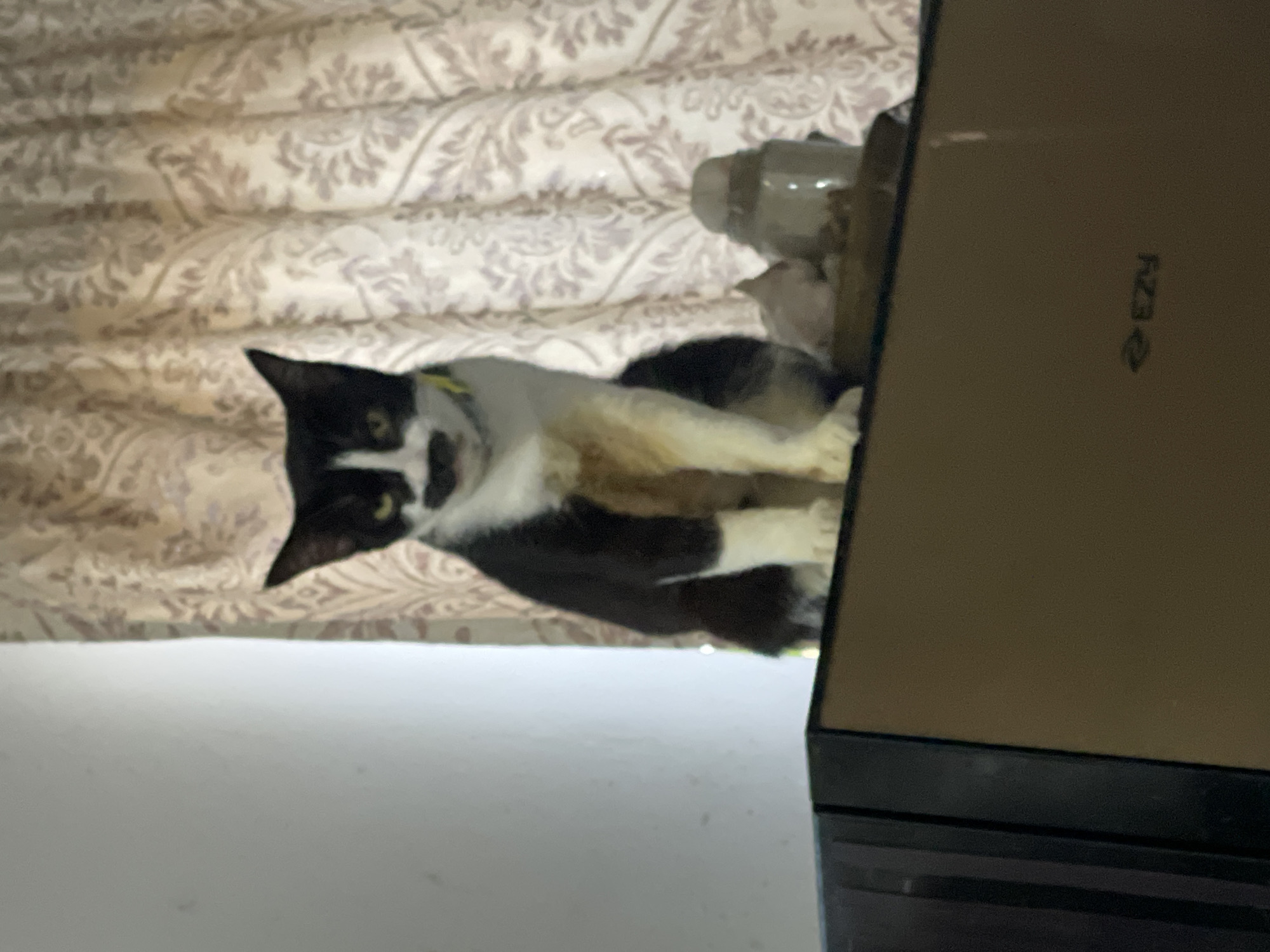 A black and white cat is sitting on top of a cabinet. The cat has a yellow collar and a dark marking above its mouth that resembles a mustache. Behind the cat, there is a patterned curtain. On the cabinet, to the right of the cat, there are some small decorative items. The cabinet appears to be made of wood and has a light brown surface. The background is out of focus. There is no discernible location in Davao City, Philippines indicated in the image.