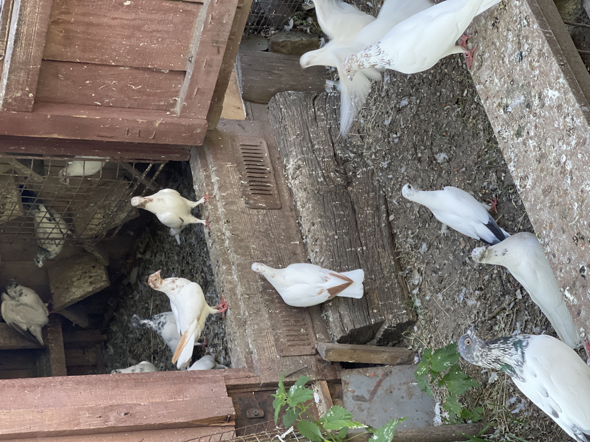 A flock of white pigeons is gathered in an outdoor dovecote. The dovecote appears to be made of weathered, dark red wood and has several openings and platforms for the birds. Some pigeons are perched on wooden beams, while others are on the ground.
The pigeons are mostly white, with some having light brown or speckled markings on their wings or heads. Their eyes are visible and appear alert. The ground of the dovecote is covered in dirt, scattered feathers, and possibly some nesting material. The overall impression is of a natural, somewhat rustic environment. The lighting suggests it is daytime, with the sun casting shadows. There is no visible text in the image.