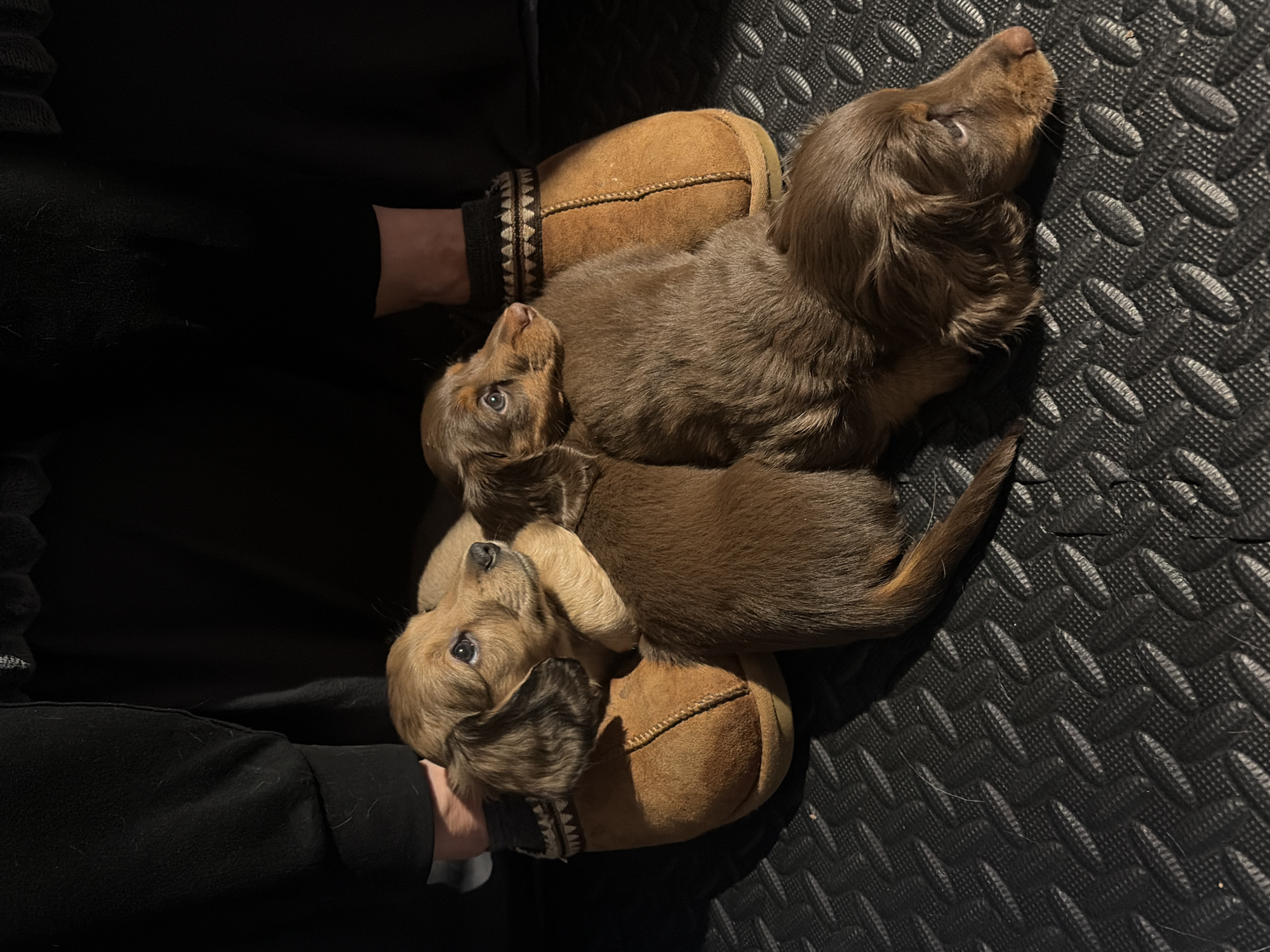 The image shows three brown dachshund puppies resting on a light brown slipper and a black rubber mat with a patterned texture. A person wearing a black long-sleeved shirt and a gray and black patterned sock is holding the slipper with the puppies on it. The environment appears to be indoors with the rubber mat as the flooring. There are no apparent elements that would indicate the location is Mirabel, Canada.