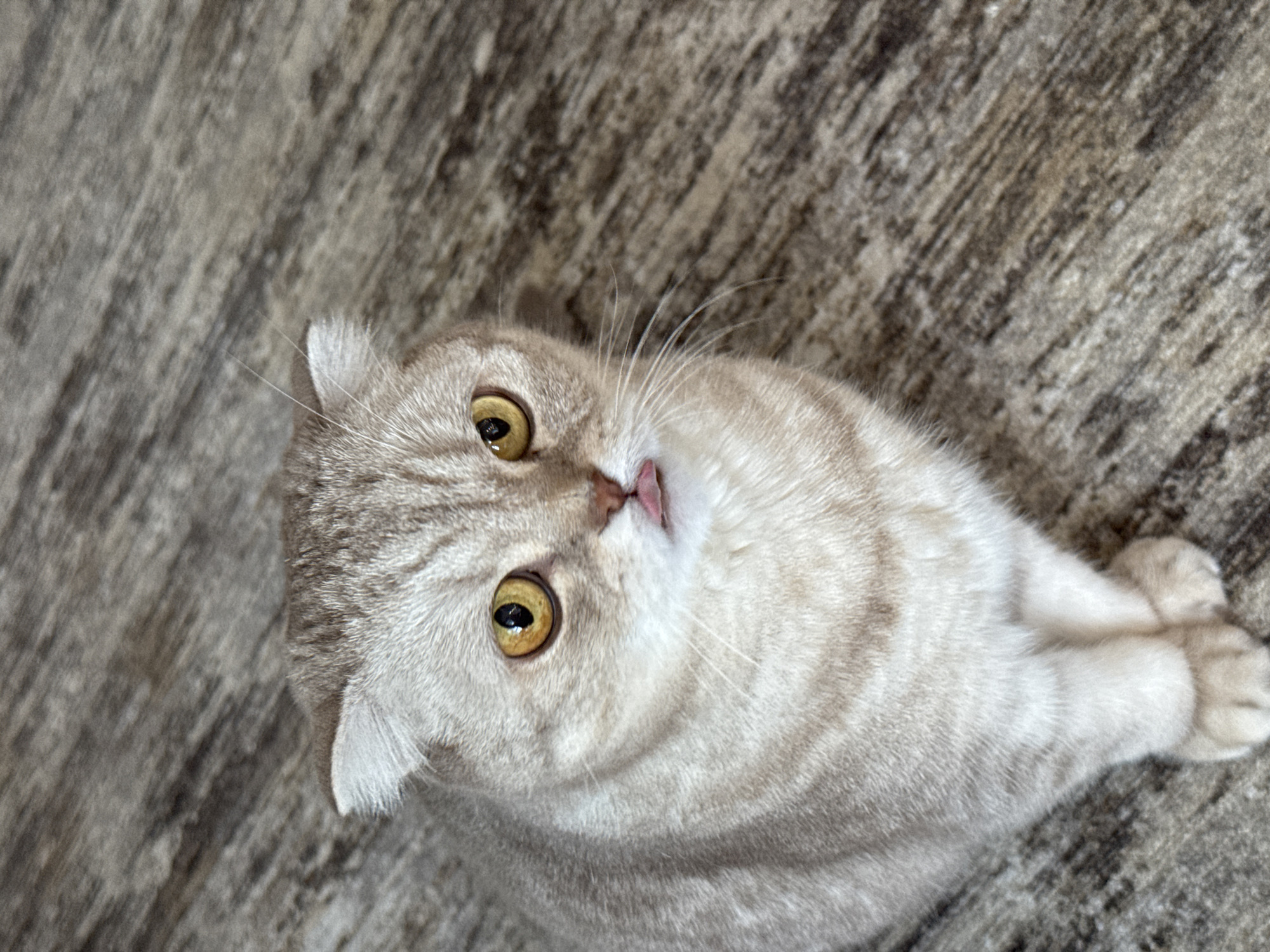 A Scottish Fold cat with yellow eyes and a pink tongue sticking out is sitting on a textured carpet. The cat's fur is light brown with darker stripes. The background is a blurry, wooden-patterned carpet. This image was taken indoors. There is no information about its location in Saint Petersburg, Russia.