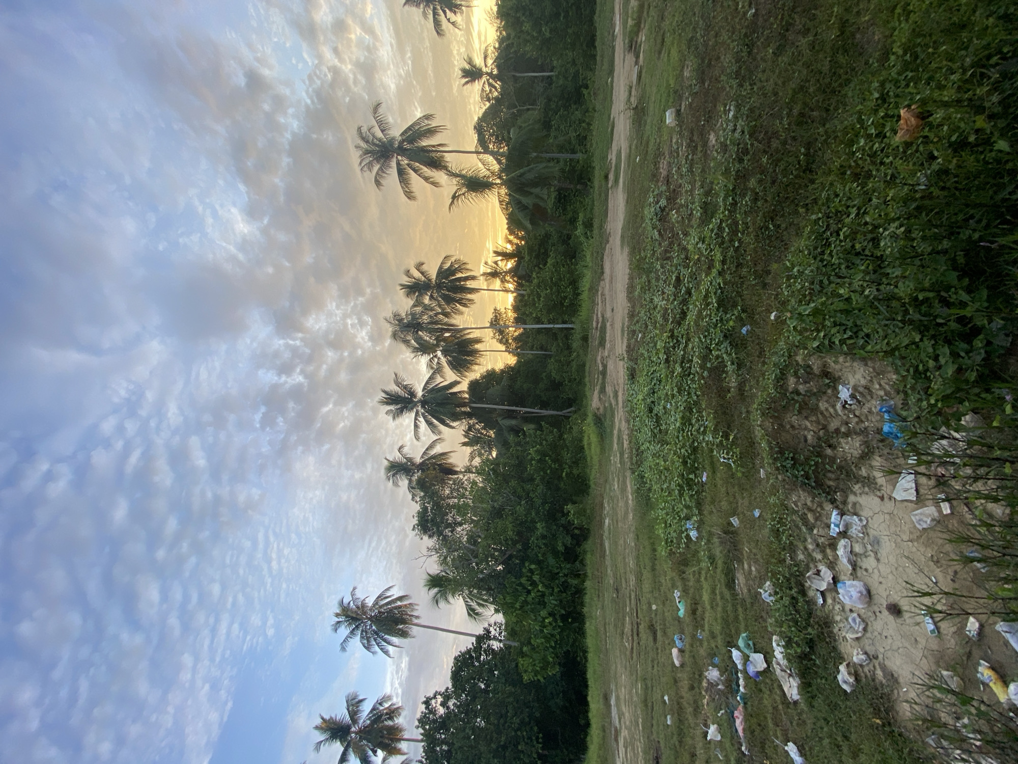 The image depicts a scene in Seuneubok Teungoh, Indonesia, at dusk or dawn. Several coconut palm trees line the horizon against a backdrop of a sky with layered clouds and a warm, golden light. The foreground consists of overgrown foliage, grass, and scattered trash. The ground appears to be a mix of dirt and grass. There are no people visible in the image. The dominant elements are the natural environment juxtaposed with the presence of litter.