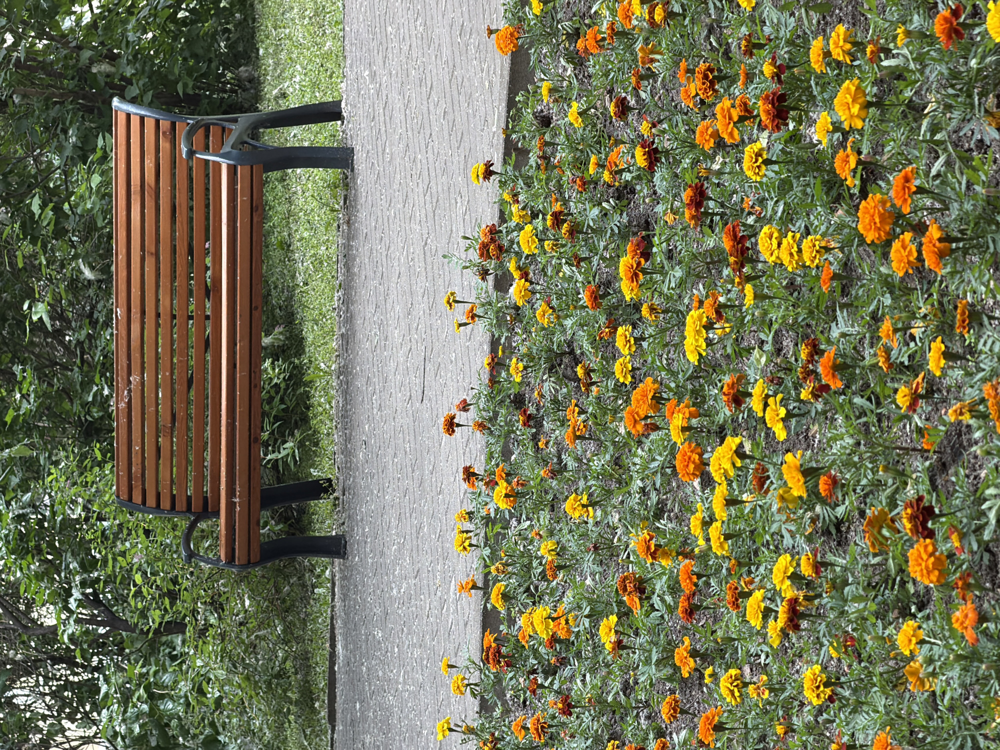 An outdoor scene features a wooden park bench with dark metal legs situated behind a vibrant flowerbed filled with marigolds. The marigolds display a range of colors, primarily yellow and orange, with some dark red blooms interspersed. They are planted densely in the soil, creating a colorful carpet. Behind the bench, lush green foliage forms a natural backdrop, with sunlight filtering through the leaves. The ground in front of the flowerbed is paved with grey interlocking stones, creating a walkway. The image appears to be taken in a public park, possibly within the city of Moscow, Russia, given the typical landscaping and public amenities found in such locations. There are no people visible in the image, and the scene is static, depicting a peaceful, natural setting.