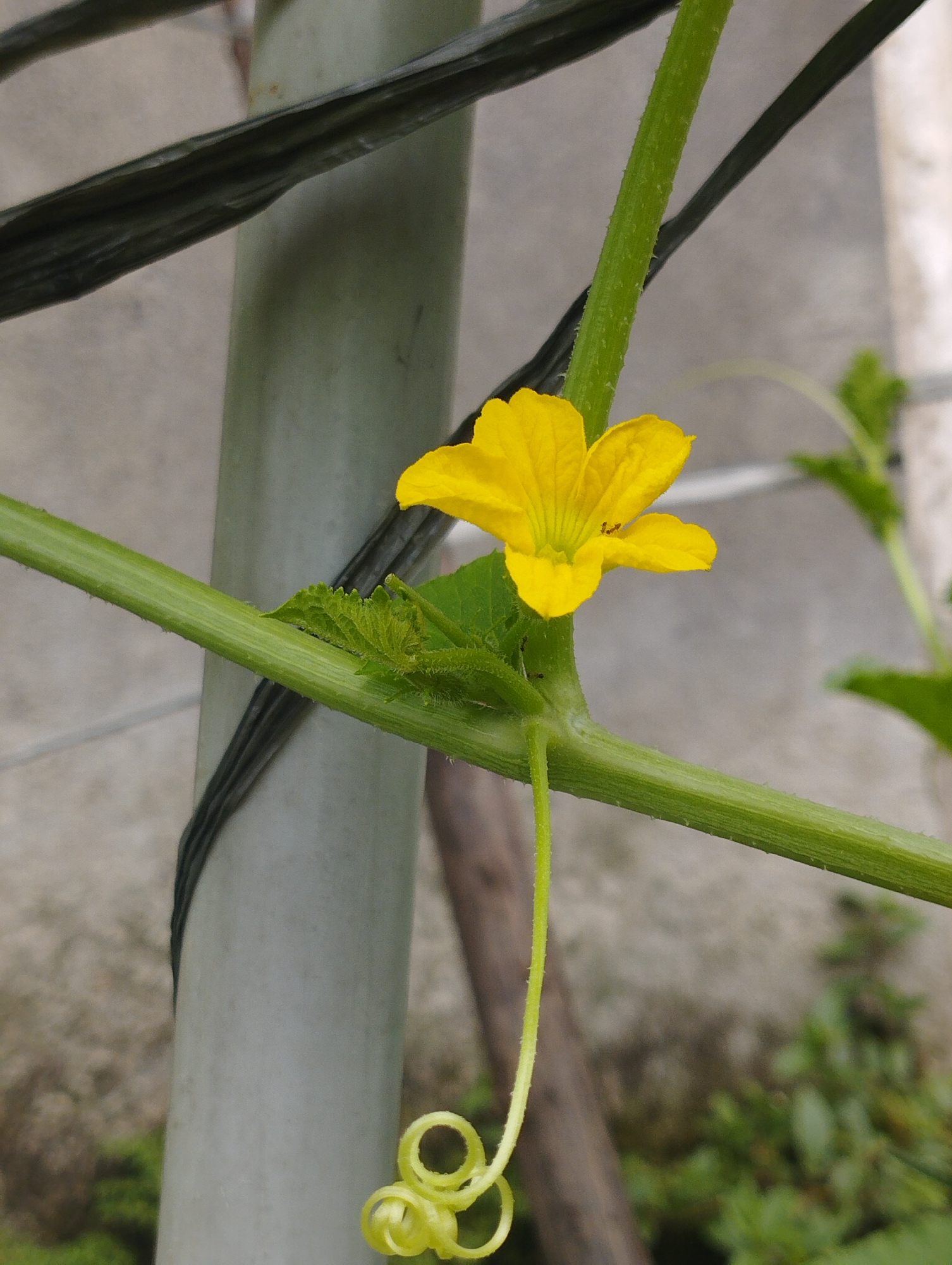 The image depicts a yellow flower with five petals, likely a squash or gourd blossom, growing from a green stem with a curling tendril. The stem is attached to a trellis or support structure composed of a light gray pole and a black wire. The background shows a blurred gray wall and some greenery. The image was captured in Lhokseumawe, Indonesia.
