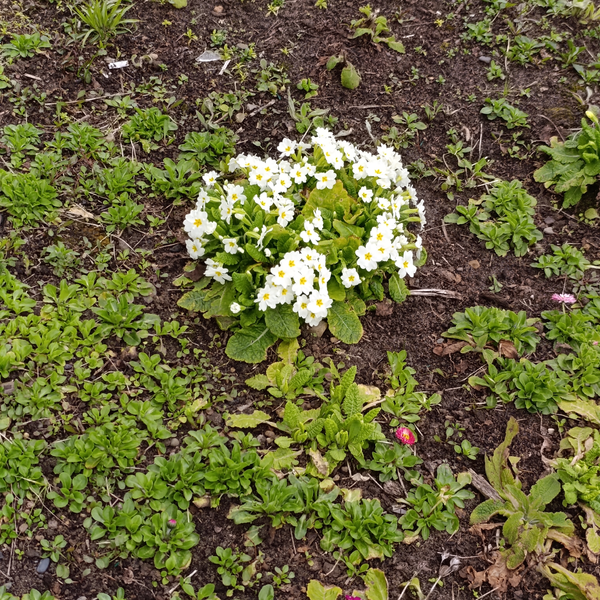 This media file captures a close-up ground-level view of a garden bed or natural area in Markovsky, Russia, featuring early spring blooms and emergent greenery.
The central subject is a vibrant cluster of white primroses (Primula vulgaris) with distinct yellow centers, flourishing in a compact mound. Surrounding these flowers, the dark, moist soil is partially covered with various small, green, low-growing plants. These include numerous young plants with rounded leaves, possibly emerging daisies or other ground cover.
Other notable details include a single small pink daisy with a yellow center visible in the lower right section of the image, and a tiny pink bud or nascent flower lower down. Scattered across the soil are small pieces of natural debris like dry leaves and twigs. The lighting suggests an overcast daytime, providing soft, even illumination and no harsh shadows, indicating mild weather suitable for early spring growth. In the upper left quadrant, a small, white, rectangular object, possibly a plant label or debris, lies on the soil, but any text on it is illegible. The scene conveys a fresh, burgeoning sense of spring.