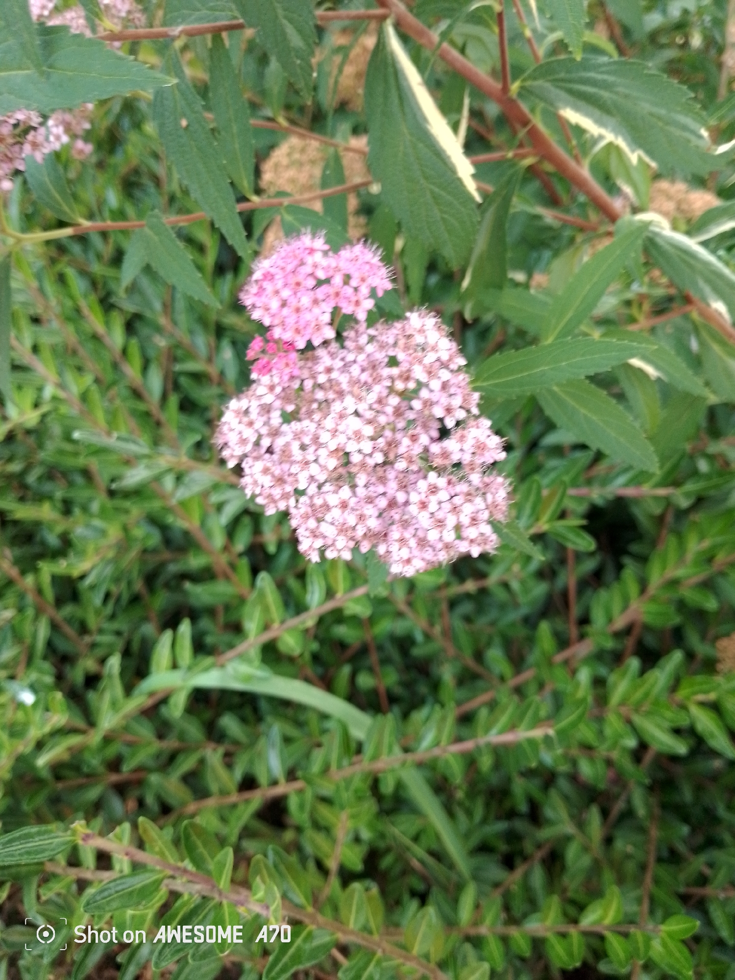 The image shows a close-up of a plant with clusters of small pink flowers and green leaves. The background is a blur of green foliage and brown branches. A watermark in the bottom left corner reads "Shot on AWESOME A70". The scene is outdoors, with natural light suggesting daytime. The plant appears to be in a garden or natural setting. There are no people or animals visible in the image. The overall impression is of a natural scene with a focus on the flowering plant.