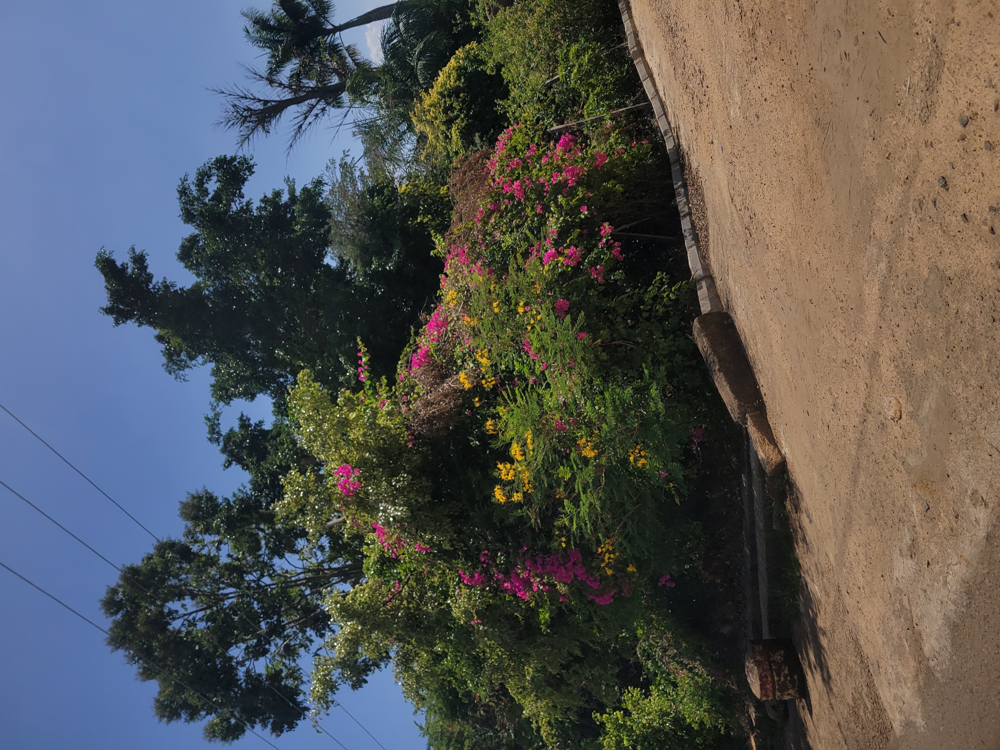 The image shows a scene in Jos, Nigeria. The foreground is dominated by a dirt and concrete wall that runs vertically along the right side of the image. To the left of the wall, there is a dense patch of vegetation composed of trees and bushes. The bushes are adorned with yellow and pink flowers, adding color to the scene. Overhead, power lines stretch across the clear blue sky, with the tops of other trees, including palm trees, visible in the background.