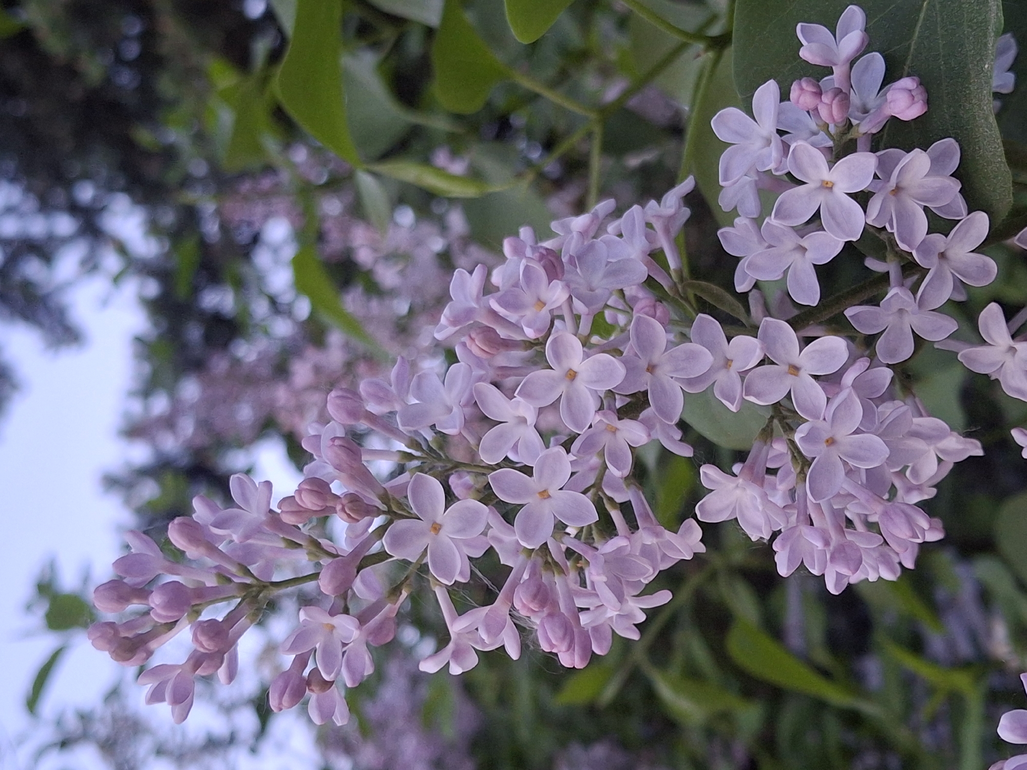 The image shows a close-up view of lilac flowers, likely photographed in Chaikovsky, Russia, given the prompt's specification. The flowers are predominantly light purple and feature small, four-petaled blossoms arranged in clusters. Some buds are still closed, showing a darker purple hue. The background includes green leaves, suggesting the flowers are part of a bush or tree. The sky is partially visible in the background. Other blossoms that are blurry can be seen in the background as well. The focus is sharp on the central flowers.