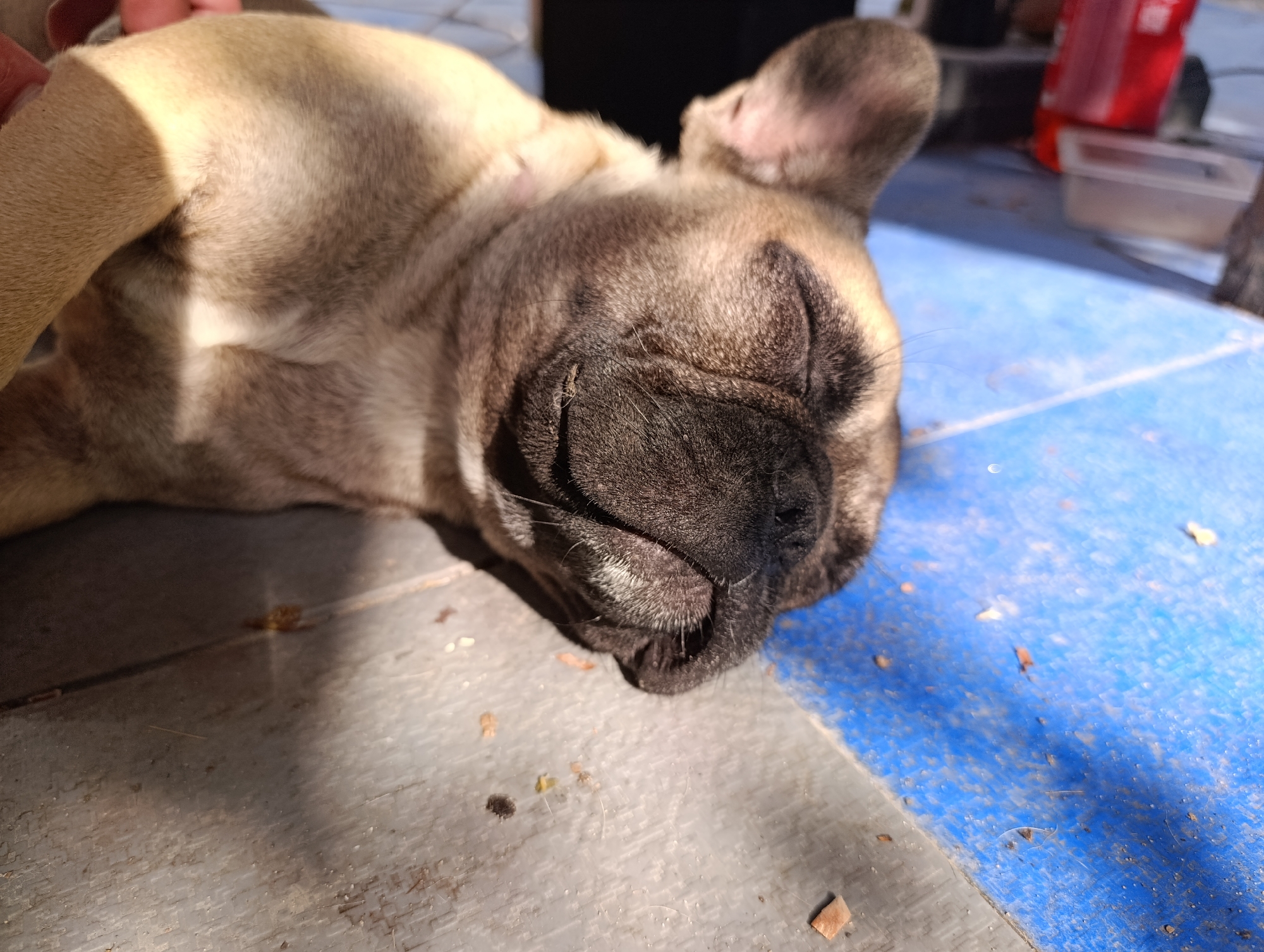 A fawn-colored French Bulldog is sleeping on a blue and gray tiled surface, likely outdoors, under bright sunlight casting shadows. The dog's eyes are closed, and its head is turned to the right, resting on its side. Its ears are perked up. The blue tiles are interspersed with gray tiles and show some dirt and small debris. In the background, out of focus, are a red object that appears to be a bottle and a clear plastic container. The image provides no information about the city of Zaliznyi, Russia, or any specific location within it.
