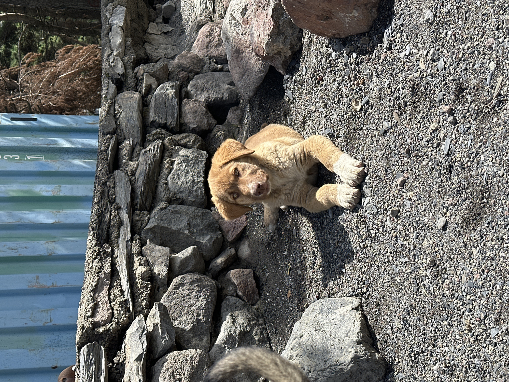 In Stepantsminda, Georgia, a light brown puppy with floppy ears and light brown eyes lies on a gravel surface in front of a rough stone wall. The puppy is positioned in the center of the frame, with its front paws crossed and its head turned towards the camera. Behind the stone wall, a blue corrugated metal structure is visible, and to the right of it, dry, brown foliage and trees suggest a mountainous or rural setting. The scene is illuminated by bright sunlight, casting shadows on the gravel. Part of a grey, furry tail is visible in the lower left quadrant of the image, belonging to another unseen animal.