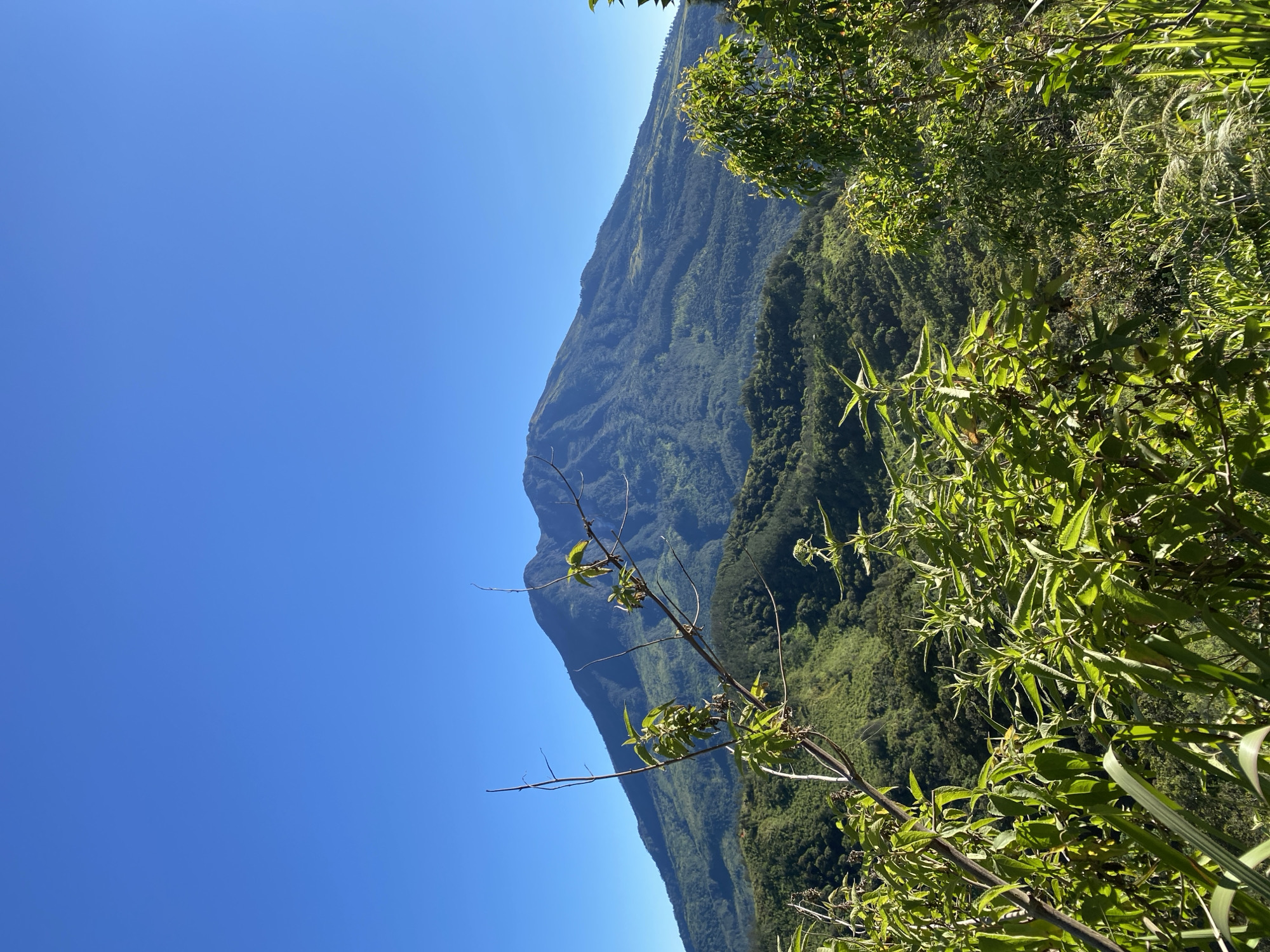 A majestic, conical volcano dominates the background of this landscape image, its slopes covered in lush green vegetation. The sky above is a clear, deep blue. In the foreground, various plants and branches, some with leaves and others bare, partially obscure the view of the volcano and the rolling, verdant hills that lead up to it. The scene suggests a natural, mountainous environment, likely in a tropical region given the abundance of greenery. The lighting indicates it is daytime, with the sun casting shadows and highlighting the textures of the foliage. The image appears to be taken from an elevated vantage point, looking across a valley towards the volcano.
