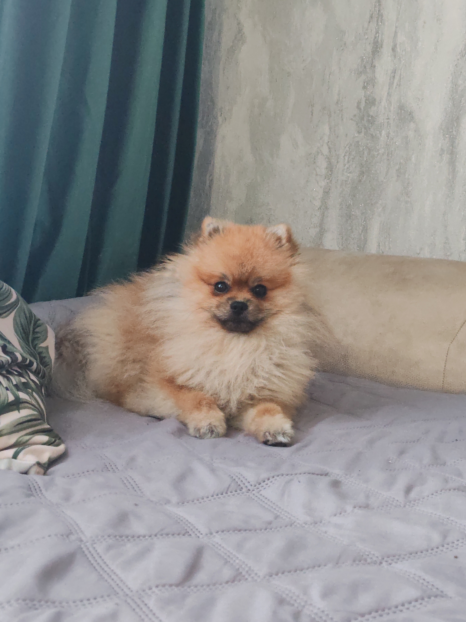 A fluffy Pomeranian dog with orange fur is lying on a quilted grey blanket. The dog is facing the camera with its paws tucked underneath its body. Behind the dog, there is a light-colored pillow and a wall with a textured surface. To the left of the dog is a pillow with a green and white leaf pattern. In the background, there are dark teal curtains. The scene appears to be indoors, likely in a residential setting. The image does not provide any information to indicate its location in the city of Komsomolsk-on-Amur, Russia, or any other specific geographic location.